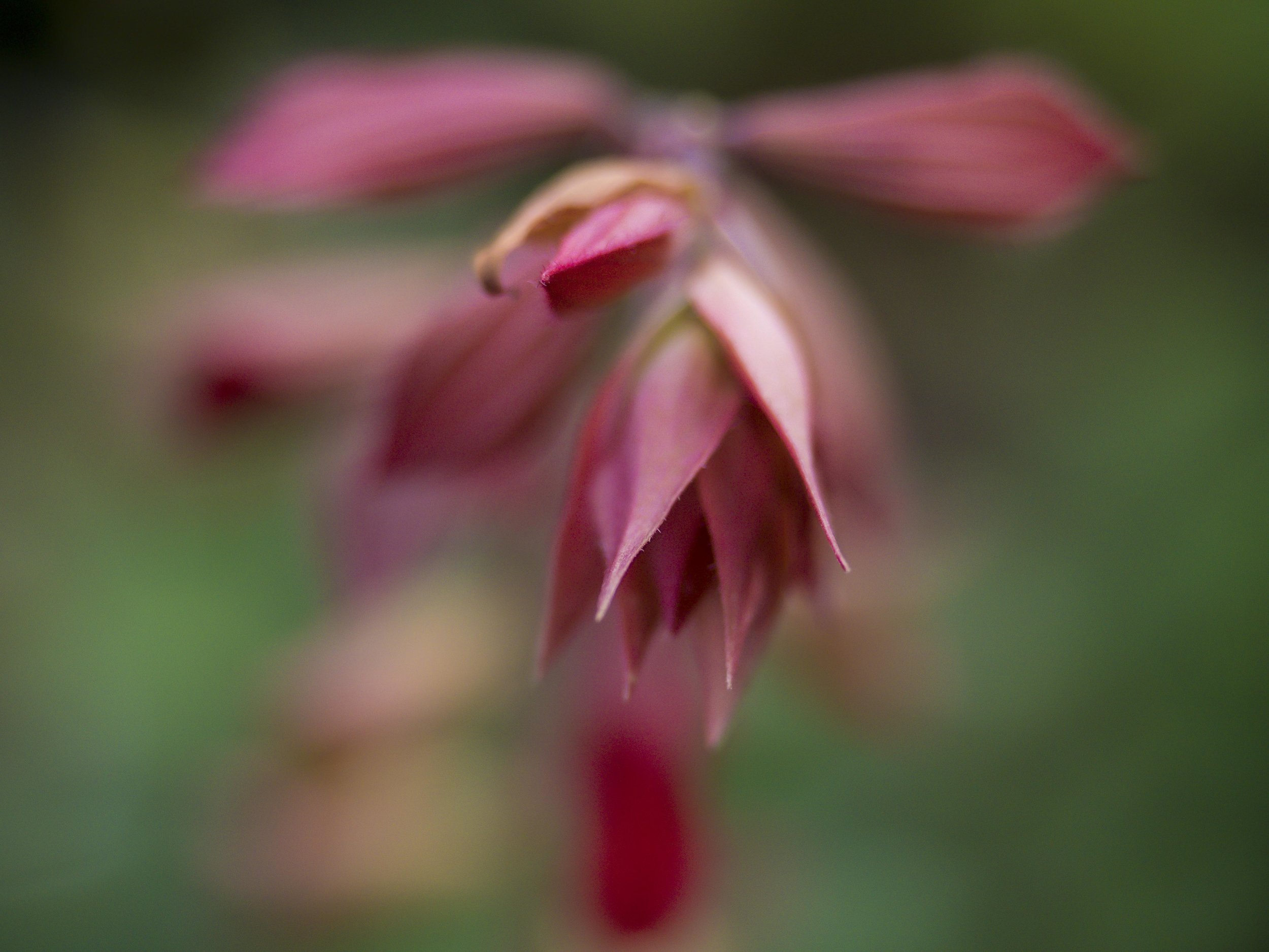 The point of focus is perhaps 2-3mm deep at f2.8