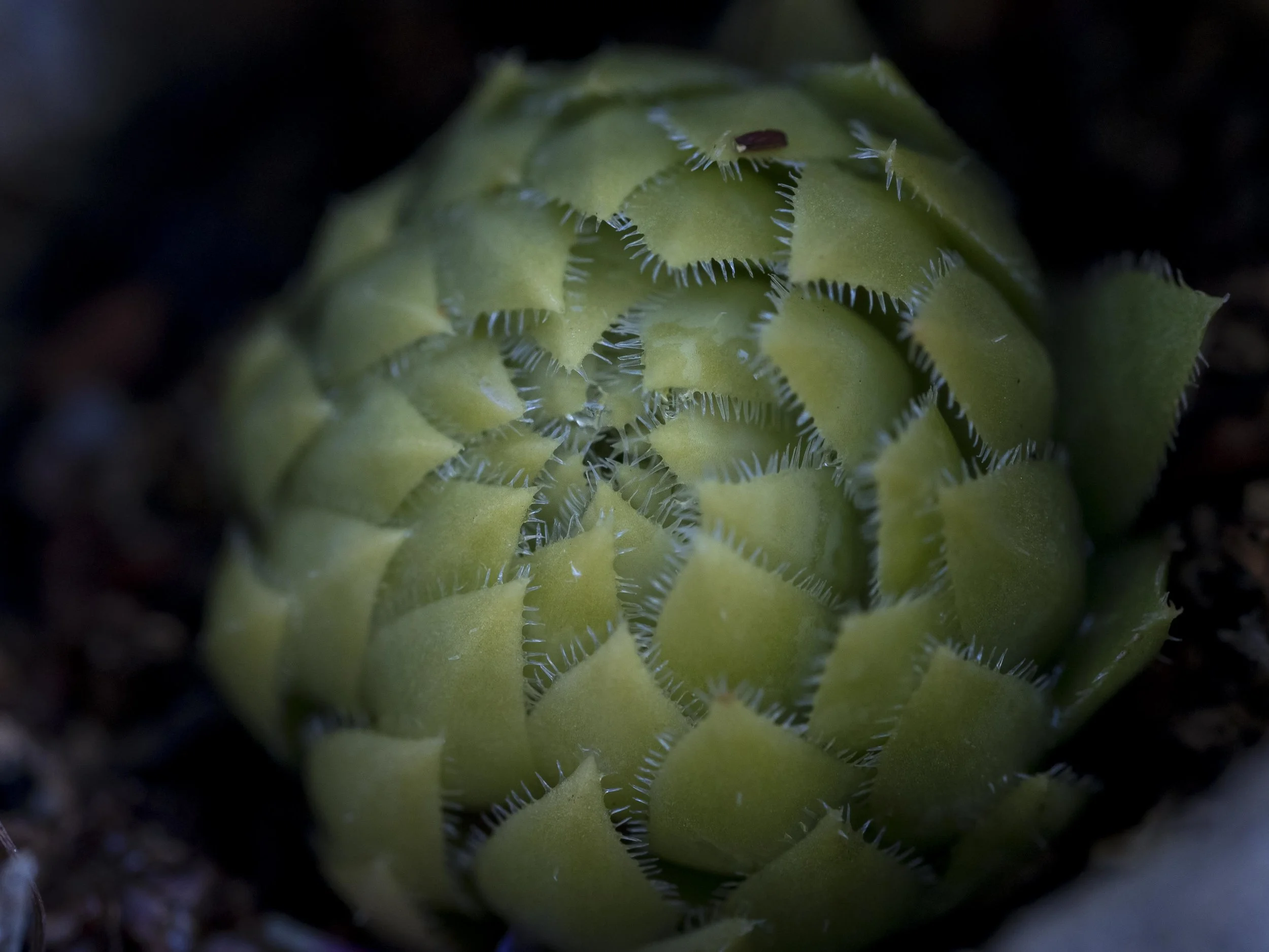 60mm macro used much as above. This was about 2 inches across. This is not as close as the lens can focus, but it is as close as I could get hand held.