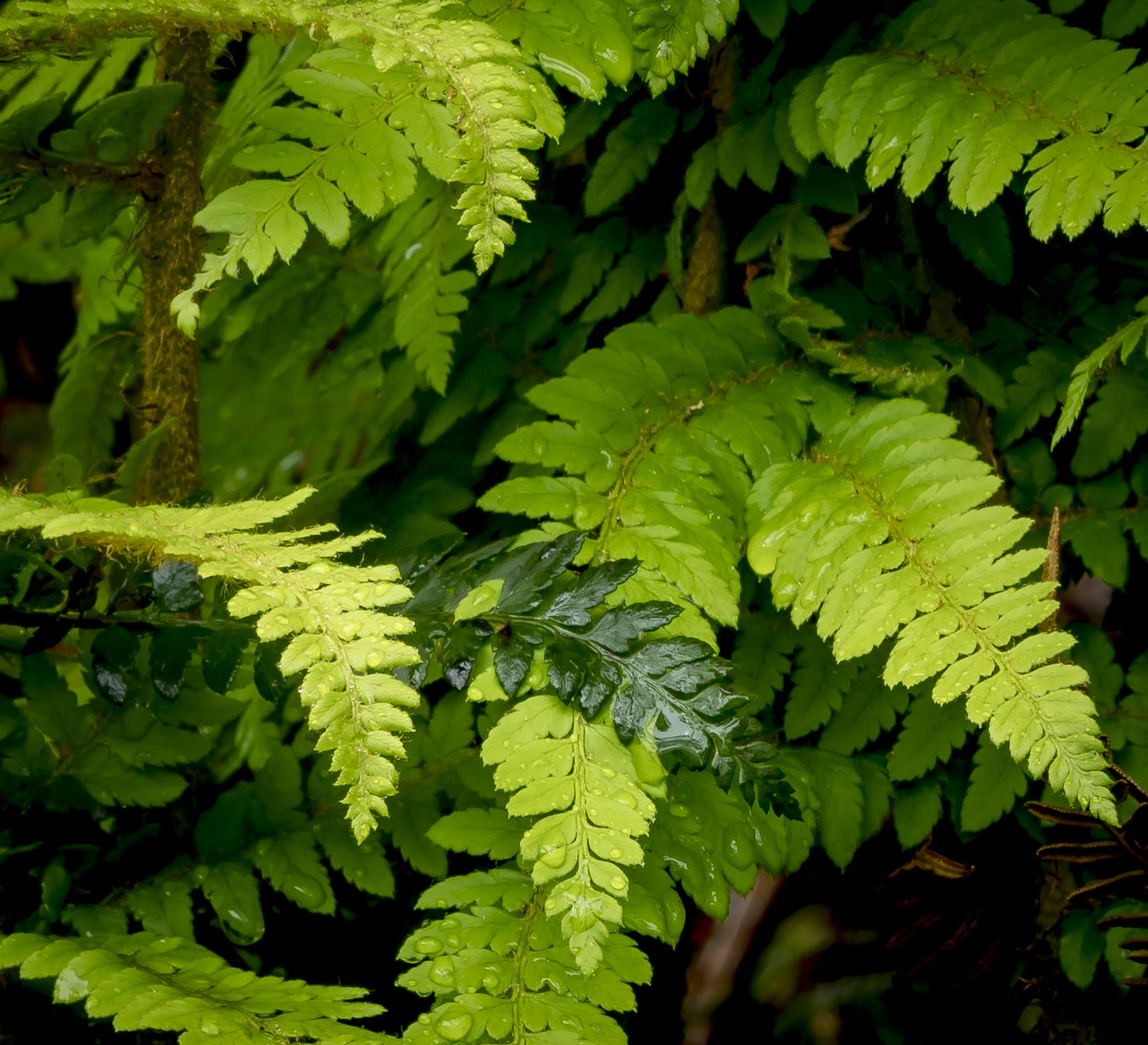 Crop from above. The sort of quality I could have dreamed of in the film era (top end medium format maybe?) and so easily printed. This lens was really too big and heavy for landscape, so the added range of the 12-100 is kit changing. The 75-300 is nearly indistinguishable from the 40-150 at middle apertures over the same range with the added bonus of more reach when needed.