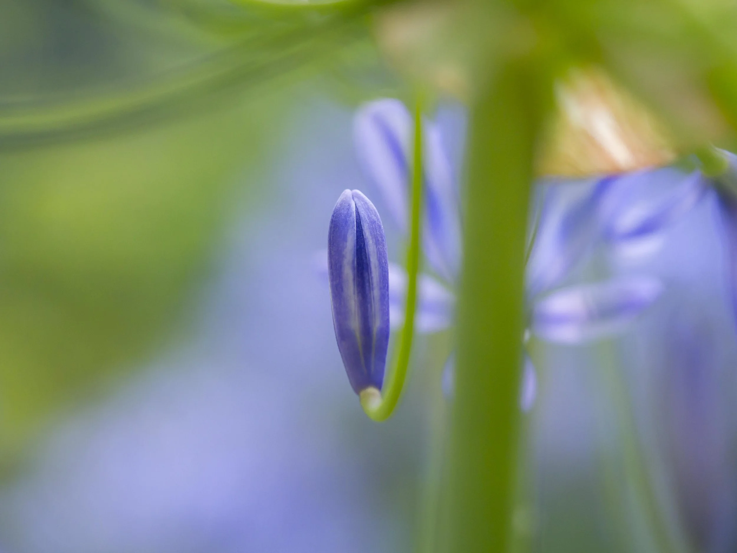 EM5 mk1 60mm macro.