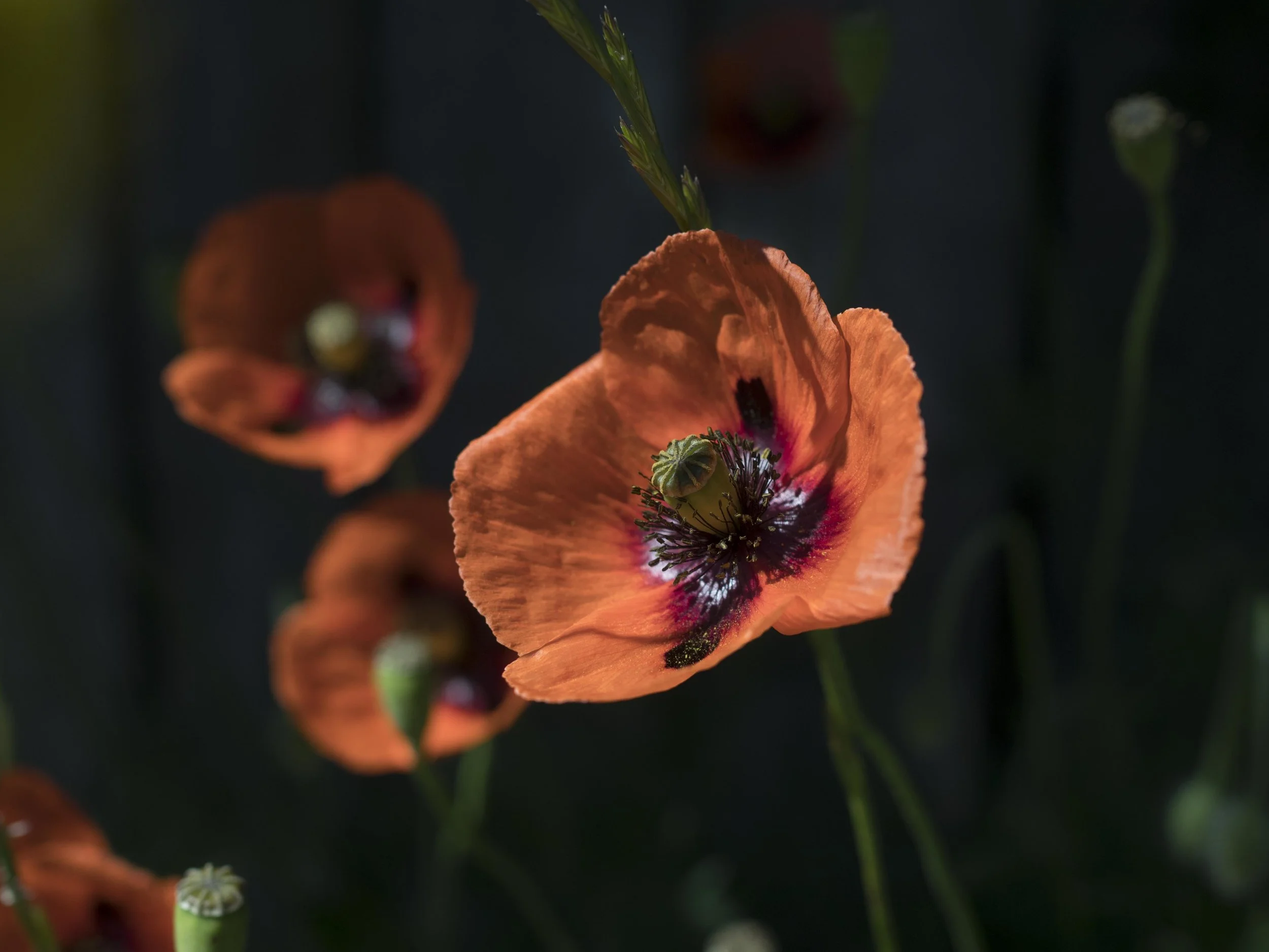 untitled-180133.jpg