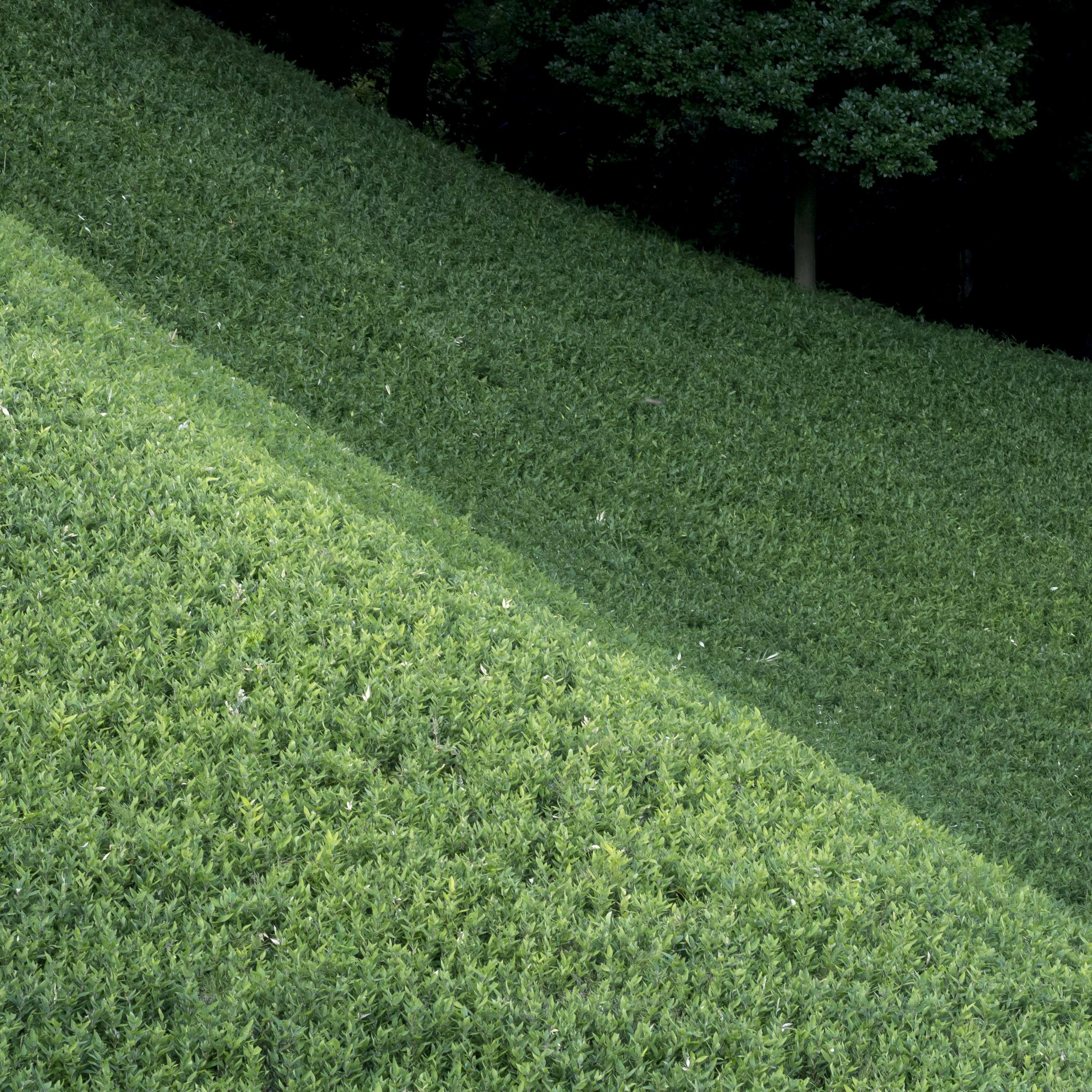 The balance of the single tree, sloping lines and tones really fit in the square. In a normal rectangle, this image is too loose.