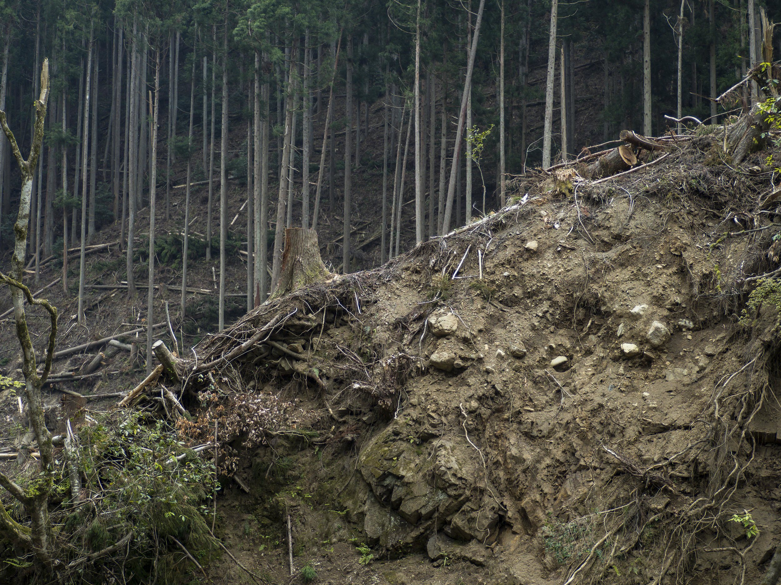 Devastation. Coming from Tasmania, I am well acquainted with the eternal tension of preservation versus exploitation and the fine balance that has to be reached.