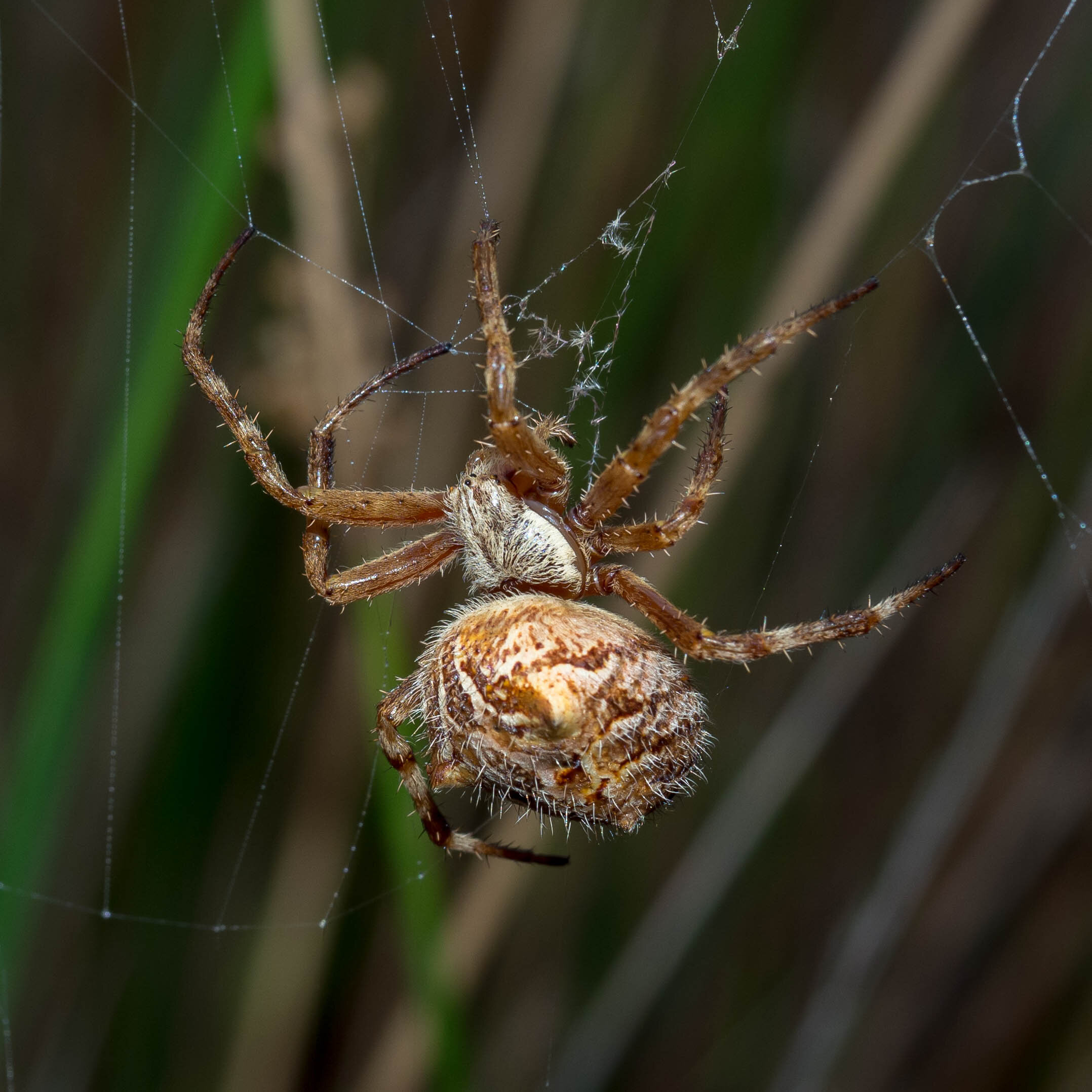 Taken using a small on-camera flash unit turned down to -1 in strength. If this spider was standing on something solid, harsh shadows would have resulted, but being suspended in mid air created even light. This image was also taken with only a standard zoom lens only at about 1:4 magnification. (EM5 mk1 12-40)