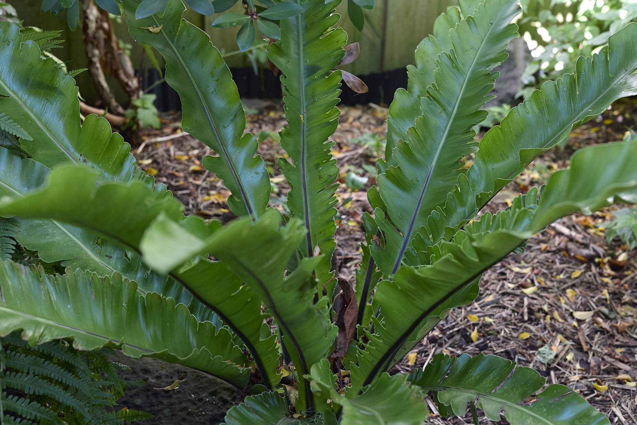 _B test s50 f5.6 1.jpg