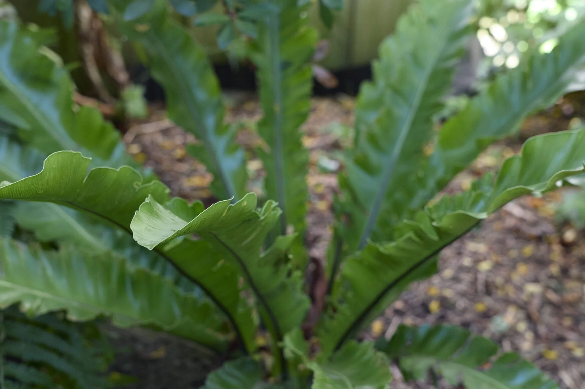 _B test s50 f5.6.jpg