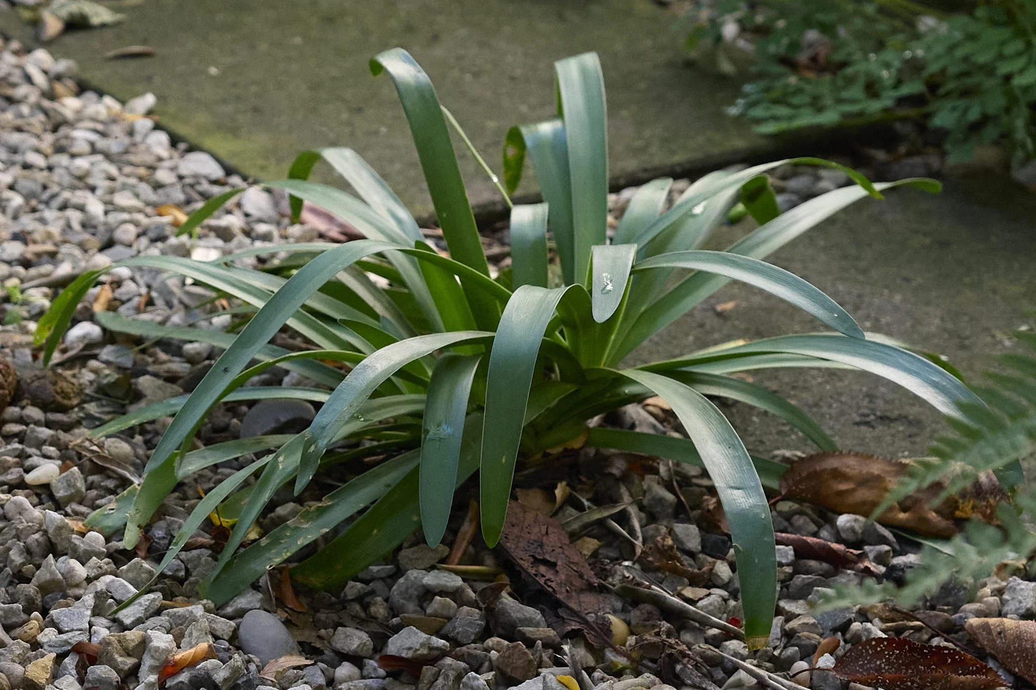 _B test 50 f3.5 tight.jpg