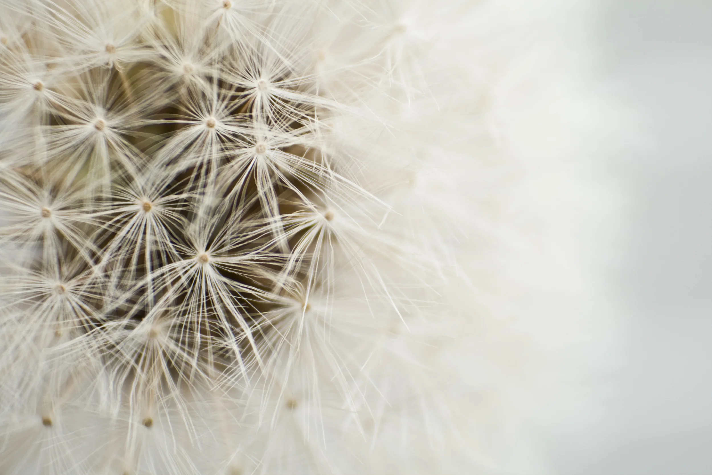Dandelion_in_white_by_bheware.jpg