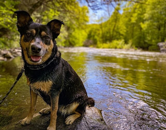 More vitamin D please, washed down with some river water #connecticut #neemapup #iphone11 #lightroommobile #hiking