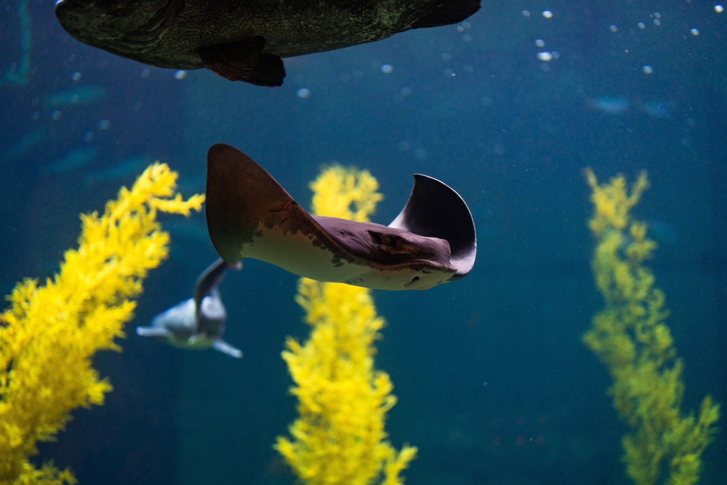 Monterey Bay Aquarium_5.jpeg