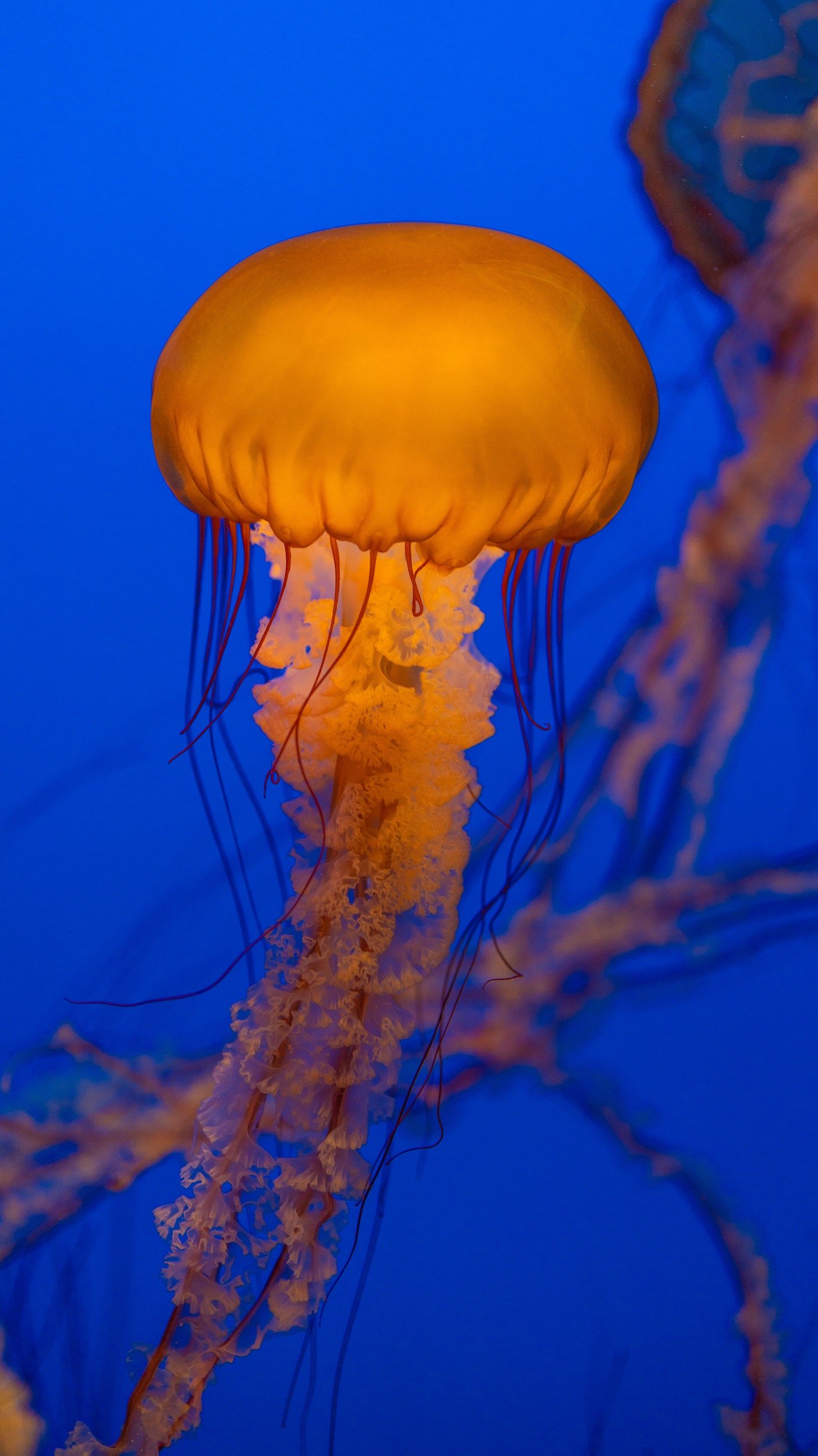 Monterey Bay Aquarium_12.jpeg