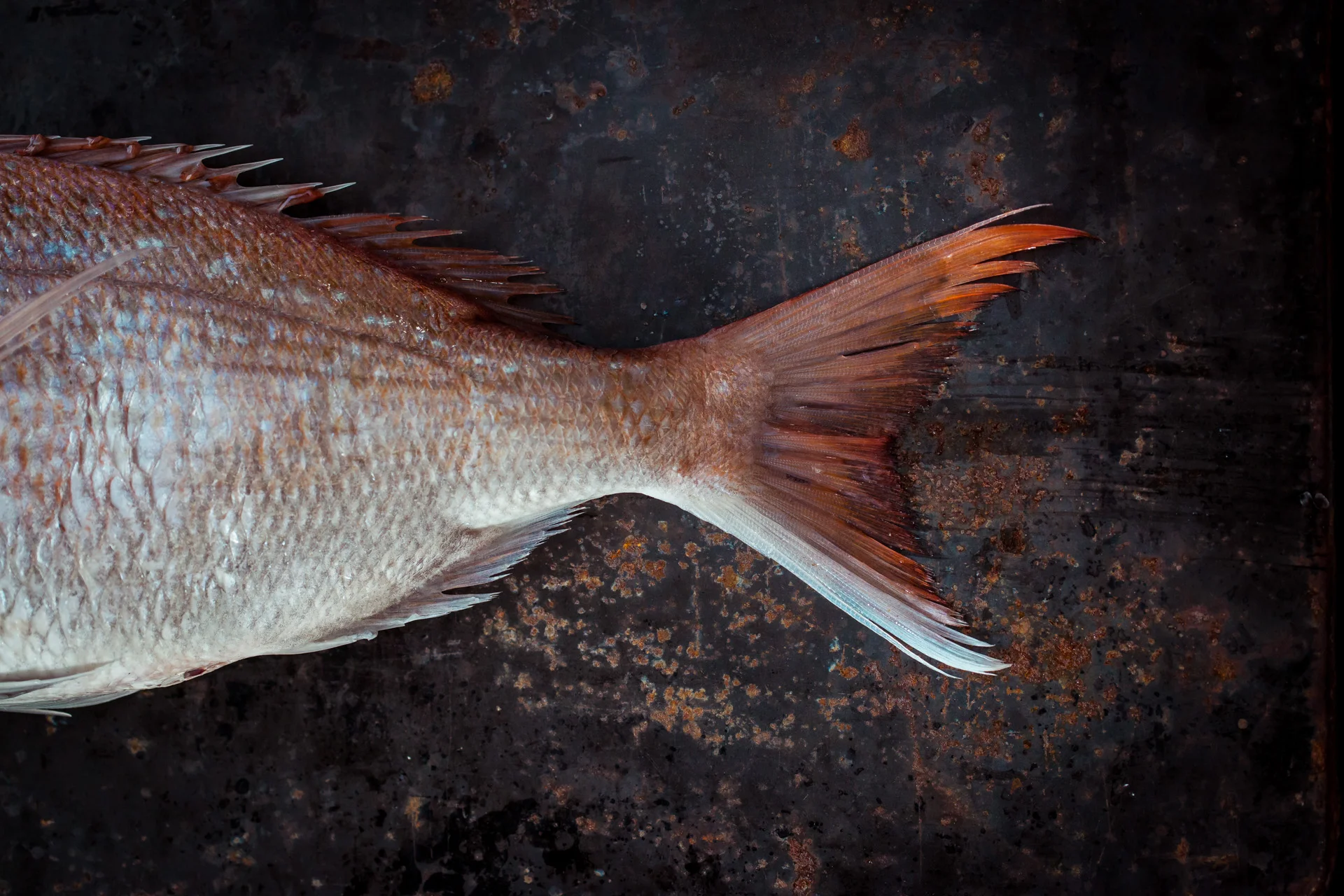 Review - Metro Magazine