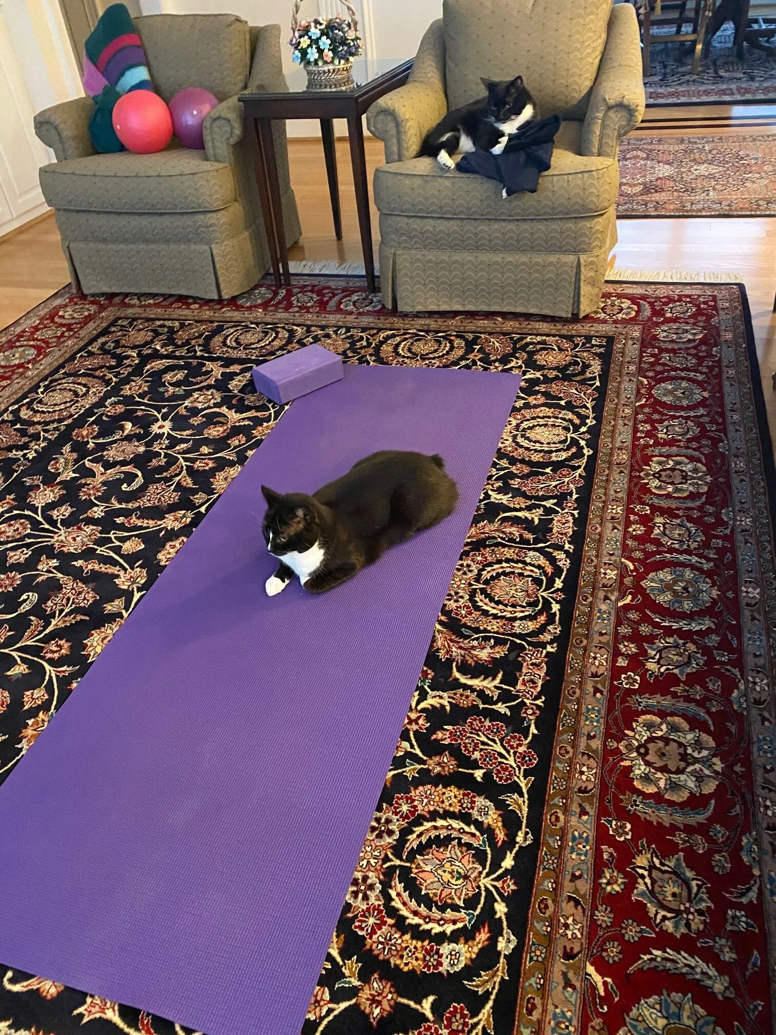 Live Streaming Classes at Dogwood Part 2