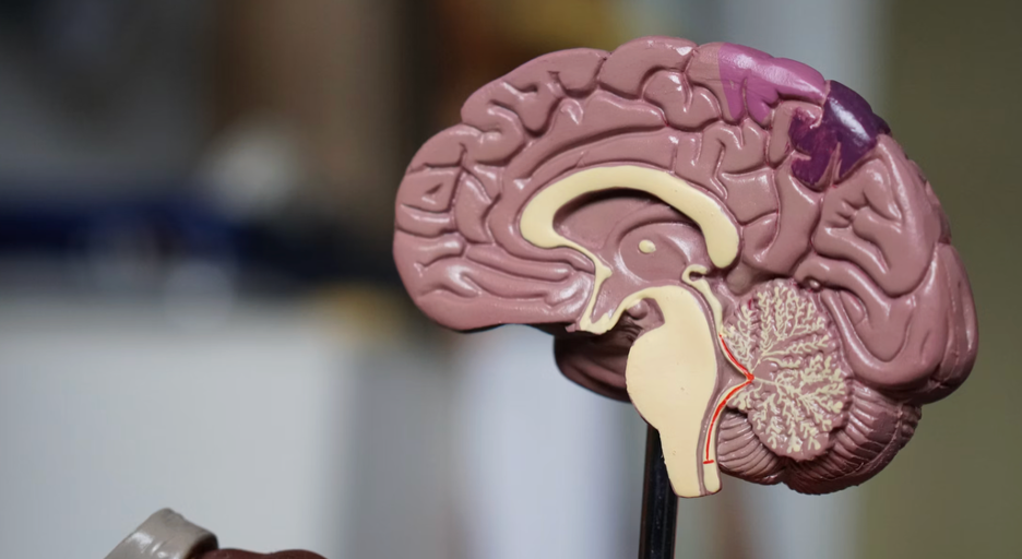 Yoga, Resilience, and the Wisdom of the Nervous System