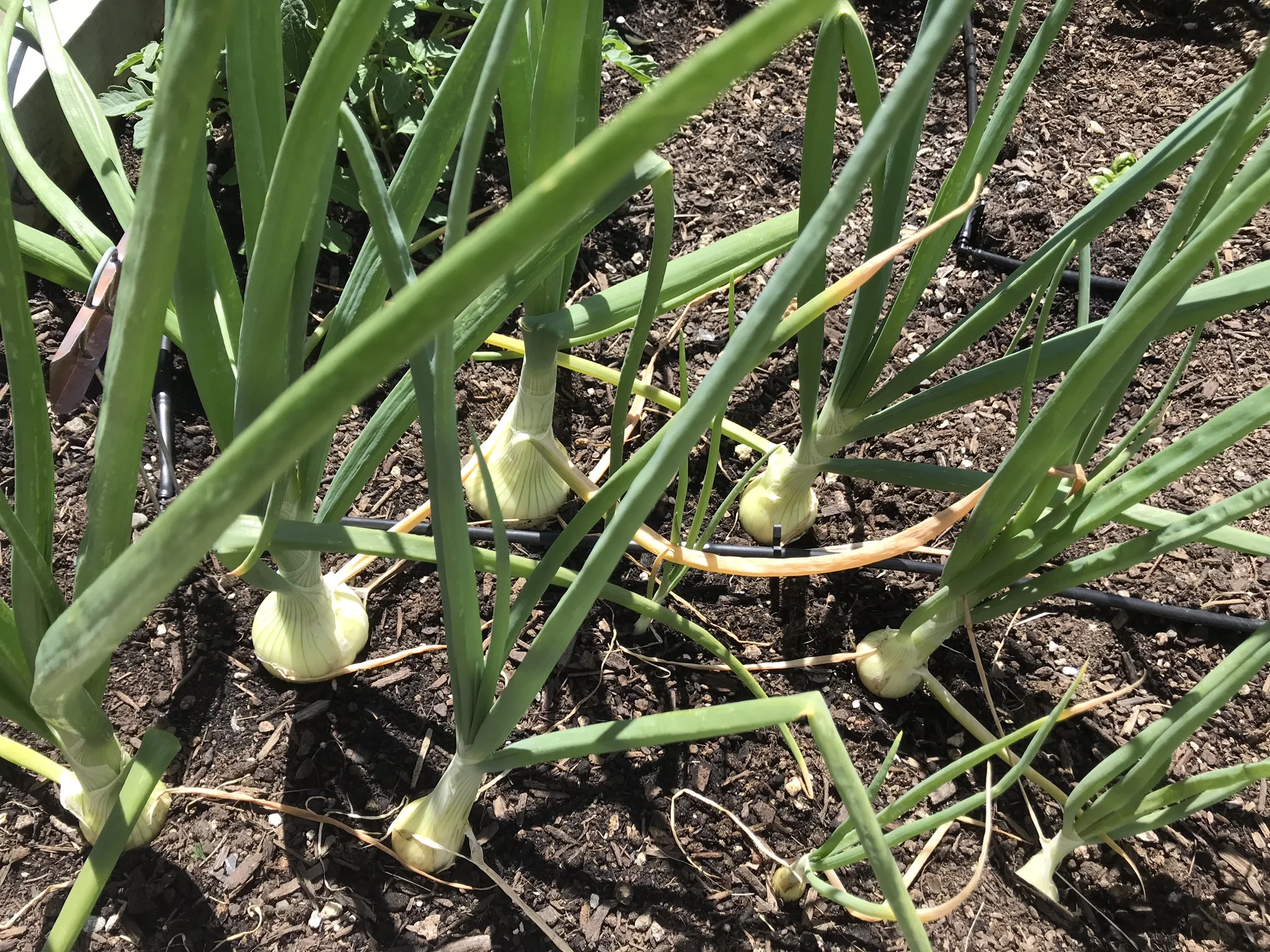 Onions