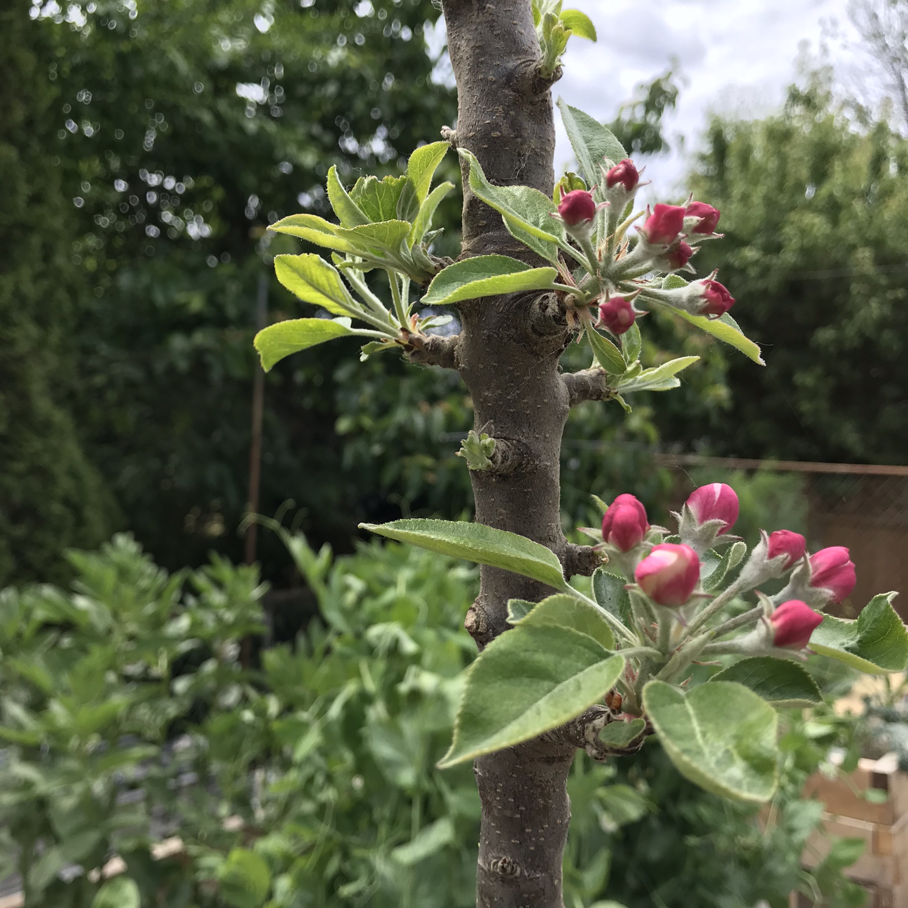 Apple Tree Blossoms