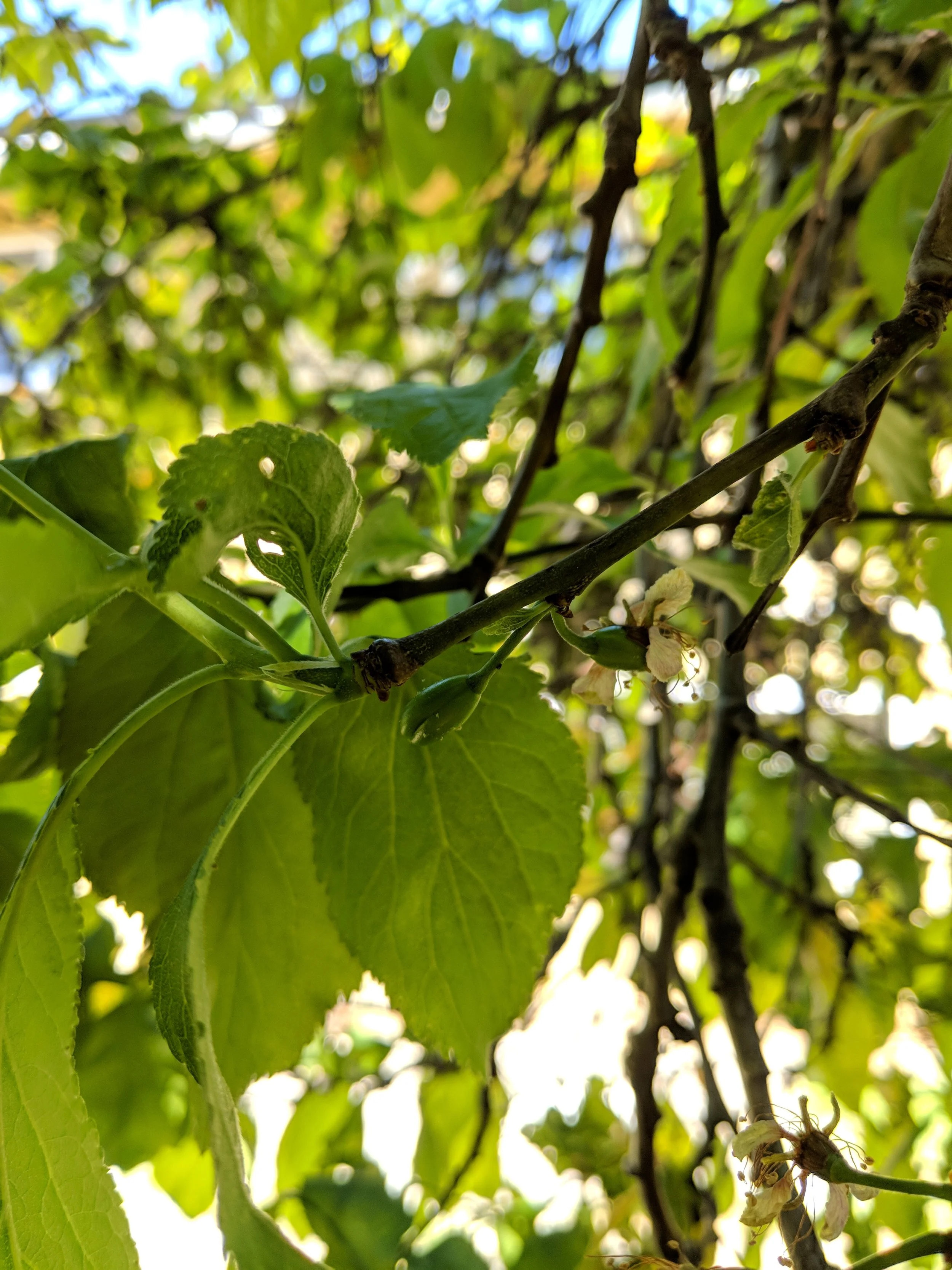 Plum Tree