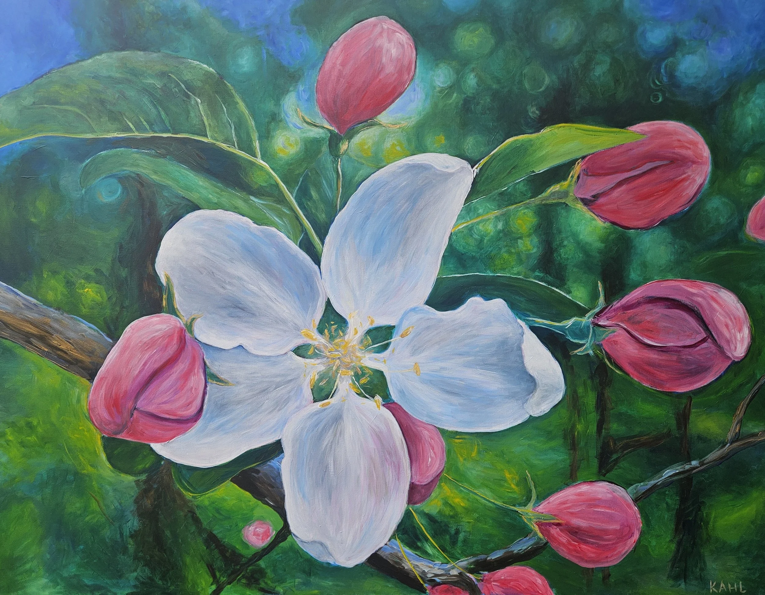 Apple Blossoms 