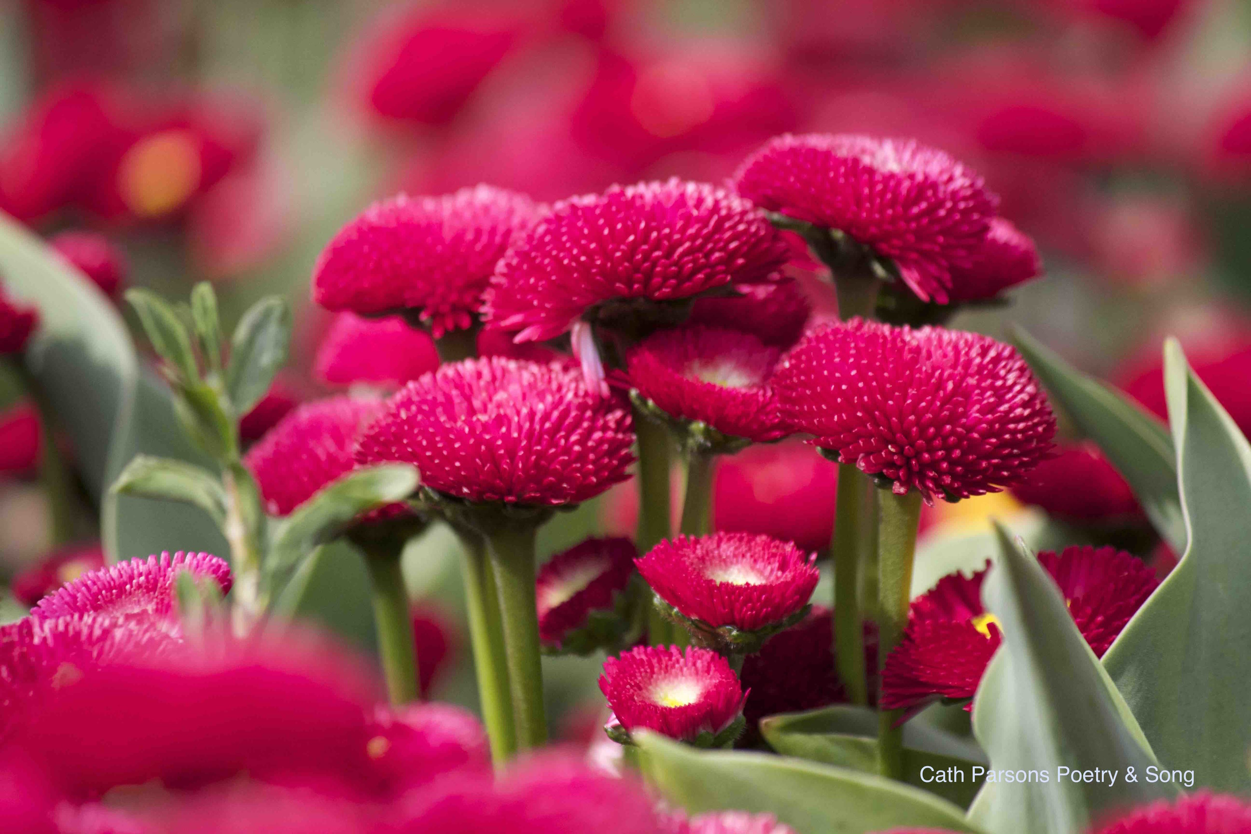 Military Wife: the extended story