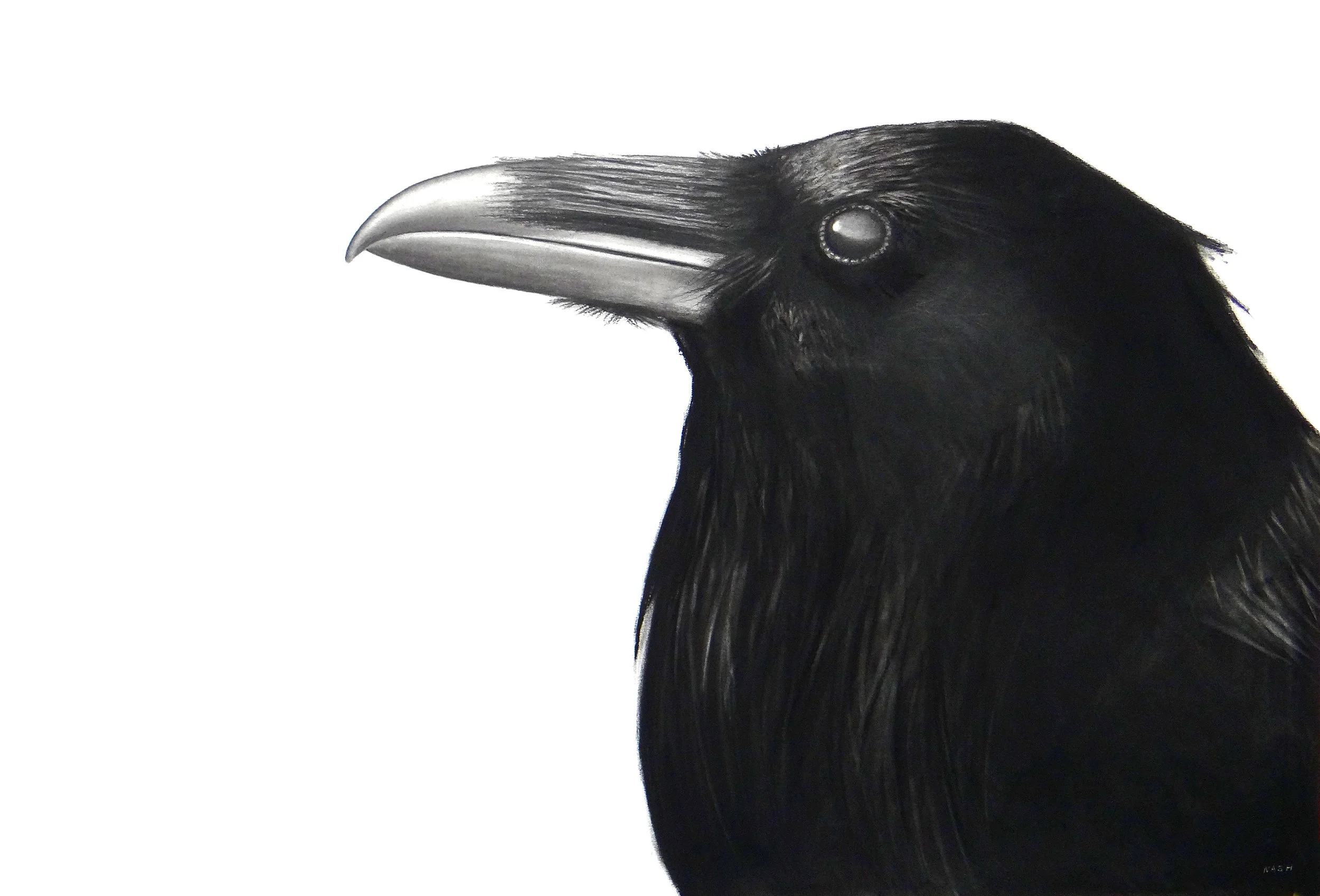   AUDAX   Charcoal on Paper /&nbsp;30 x 44 in. /&nbsp;2017  Private Collection 