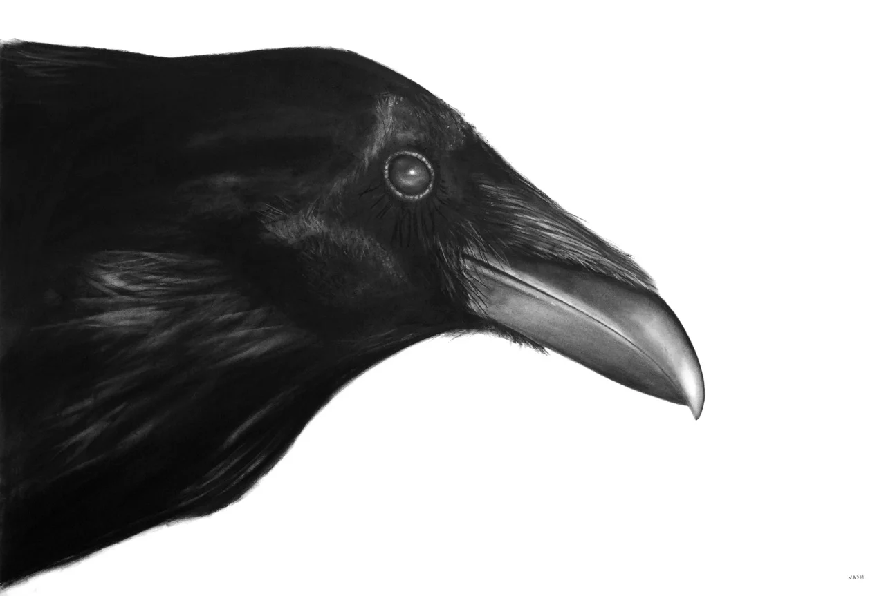   OCTO   Charcoal on Paper /&nbsp;30 x 44 in. /&nbsp;2016  Private Collection 