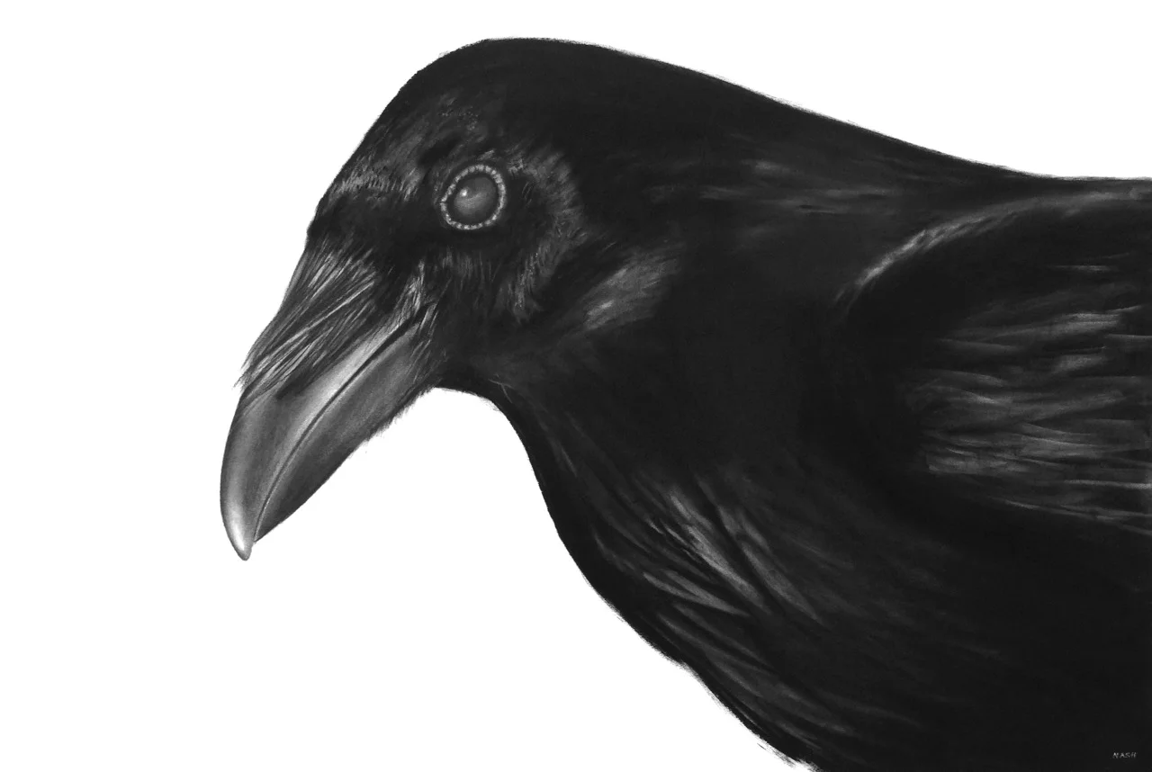   NOVEM   Charcoal on Paper /&nbsp;30 x 44 in. /&nbsp;2016  Private Collection 