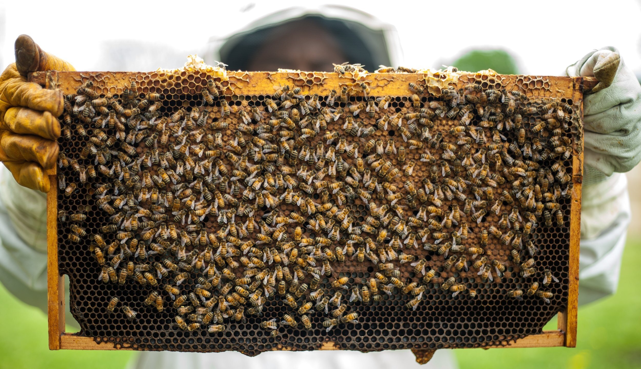 Купить пчел в белгородской. Мед пасека. Пчелы и мед. Потрава пчел. Пчелиное гнездо.