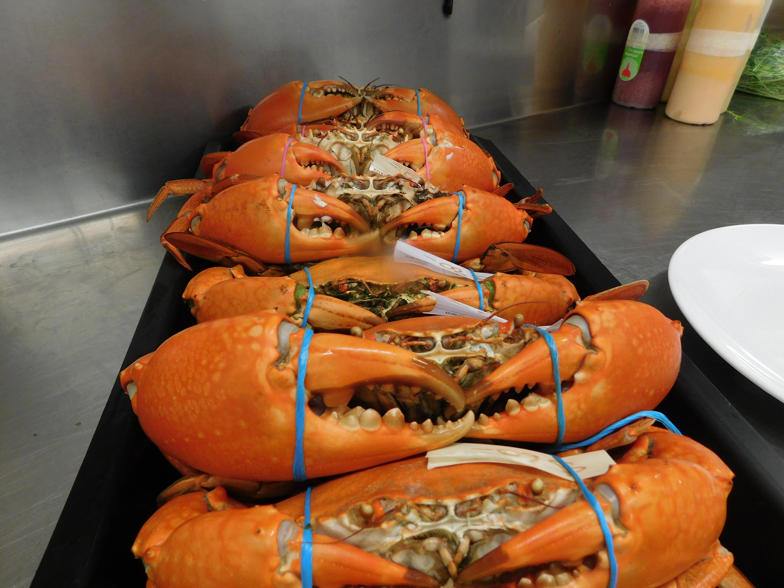 crabs 003.JPG