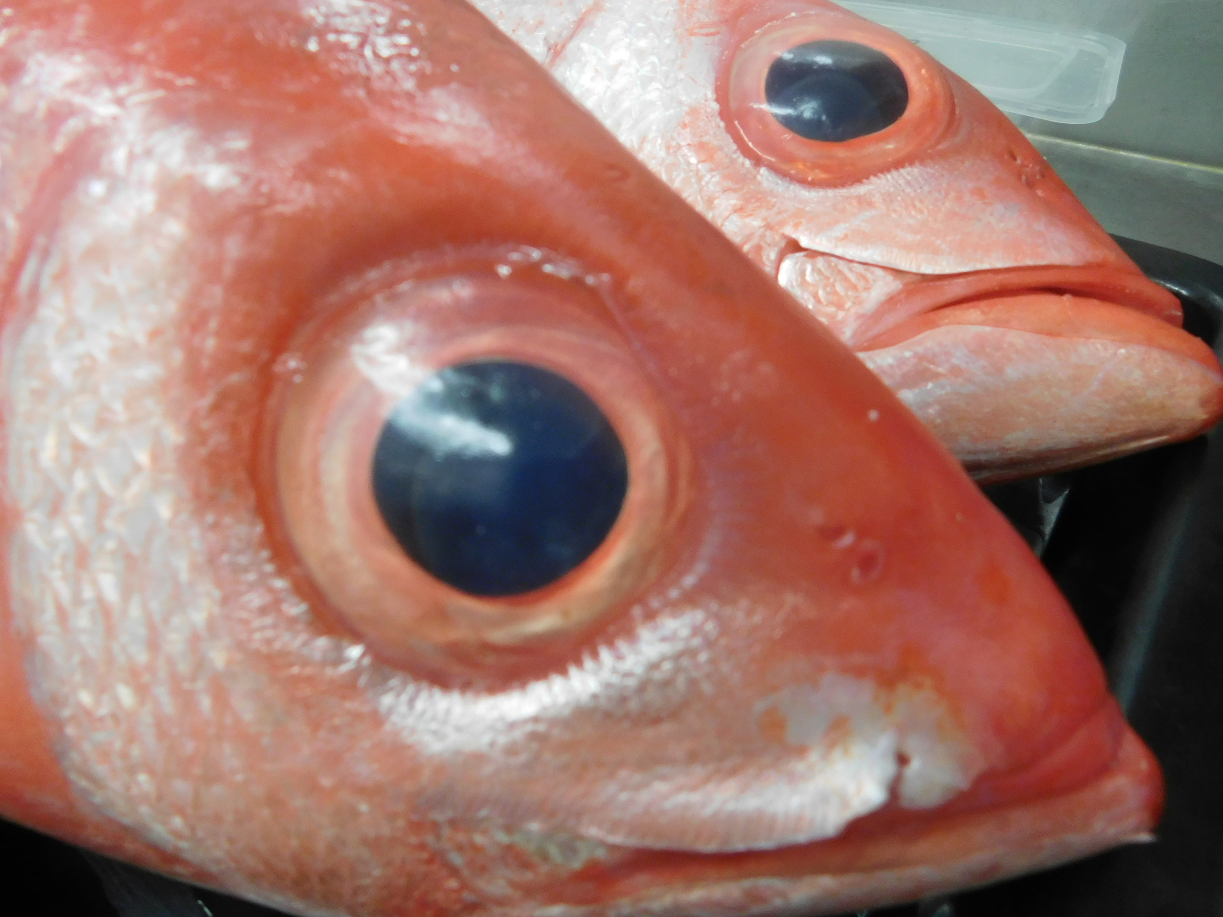 flametail snapper 003.JPG