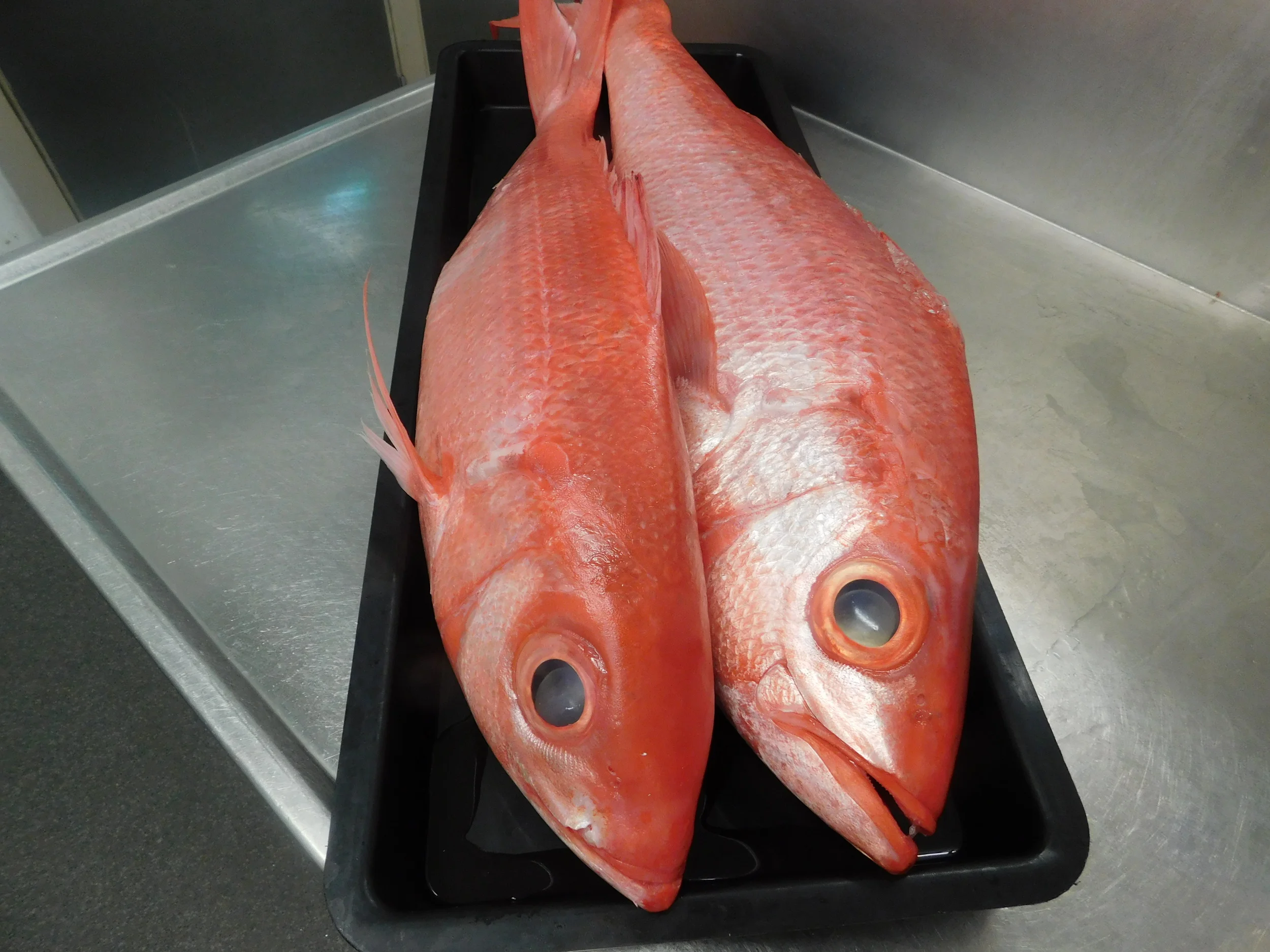 flametail snapper 001.JPG