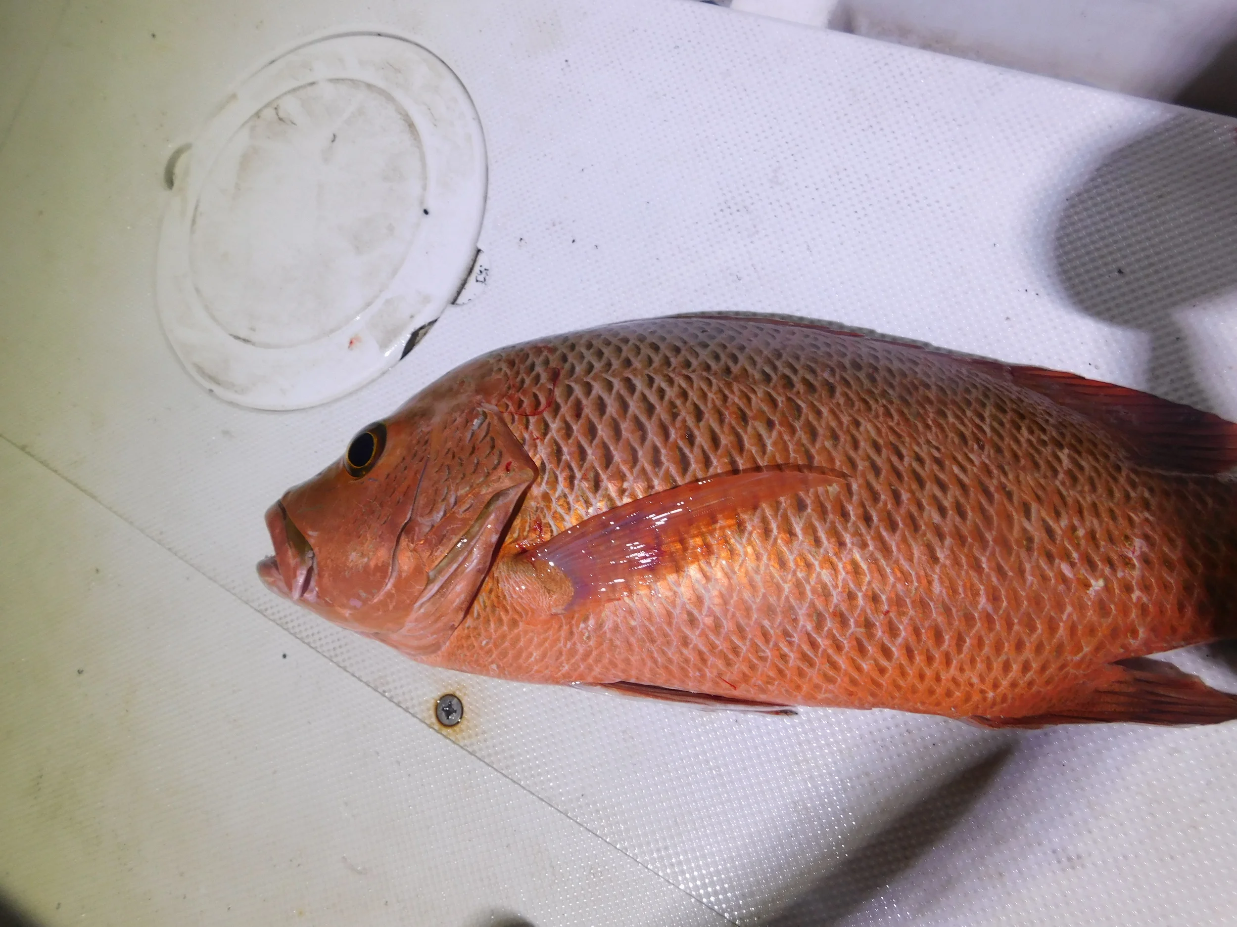night fish 004.JPG
