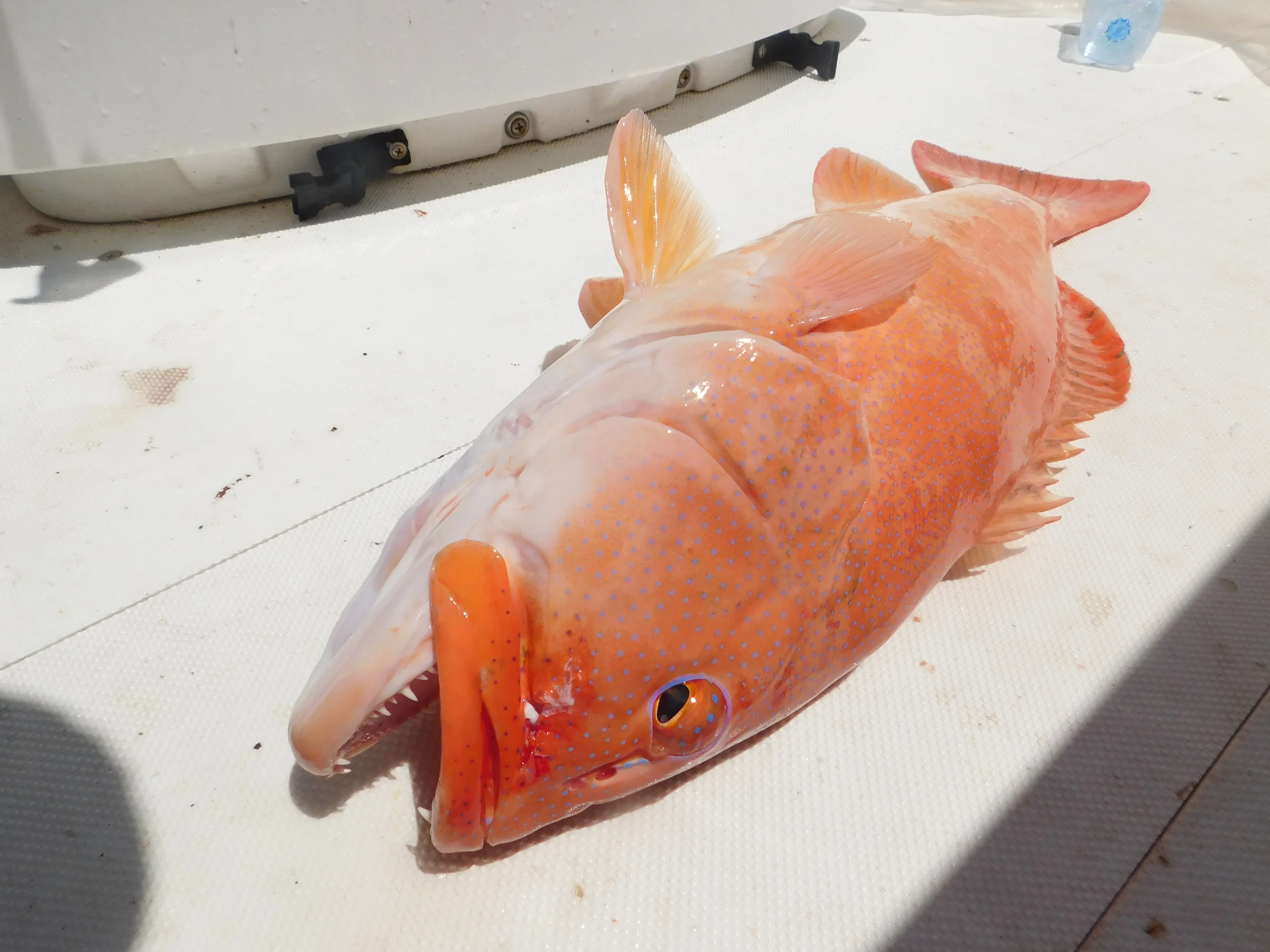 night fish 017.JPG
