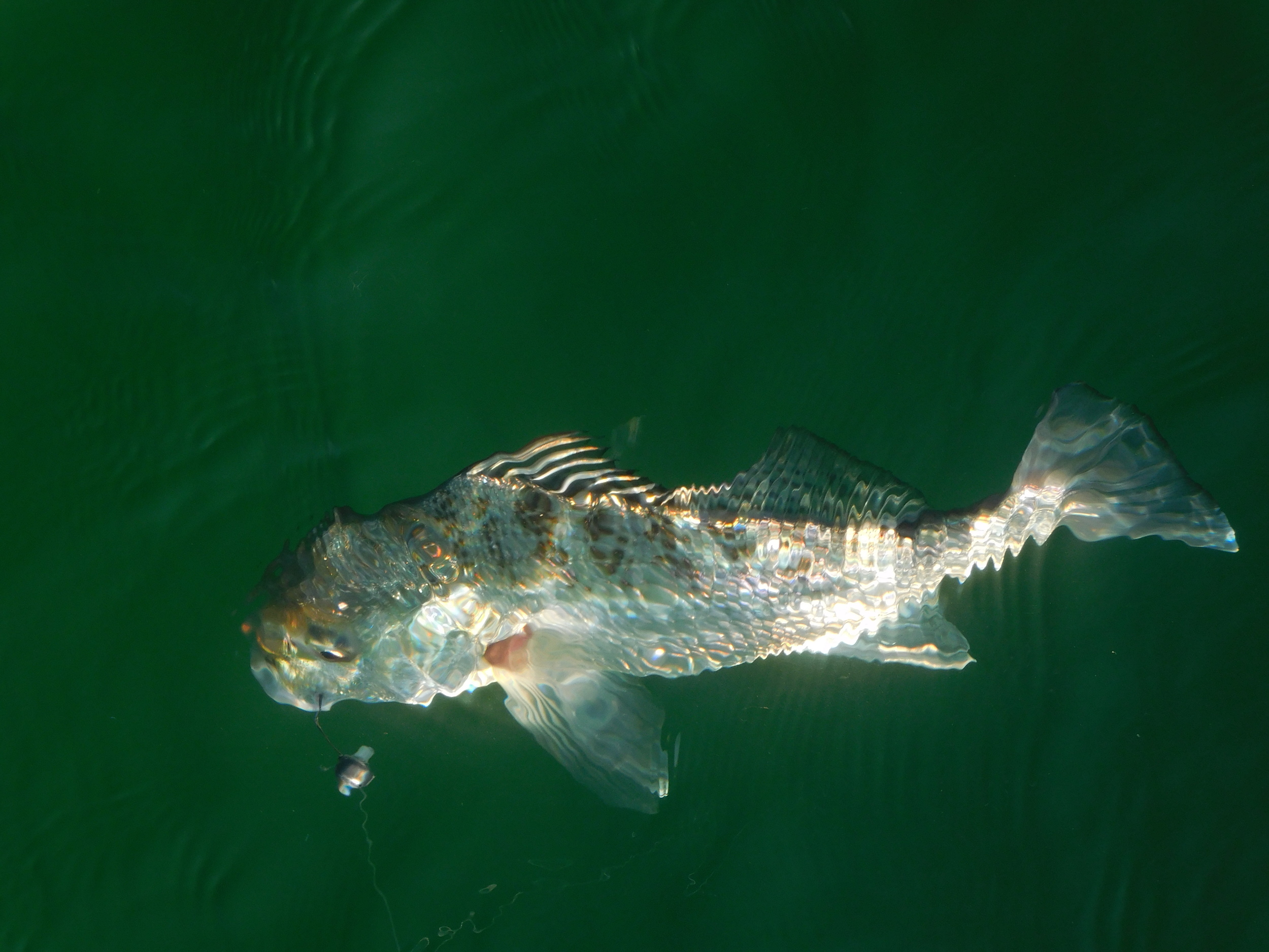 Hill Inlet grunter.jpg