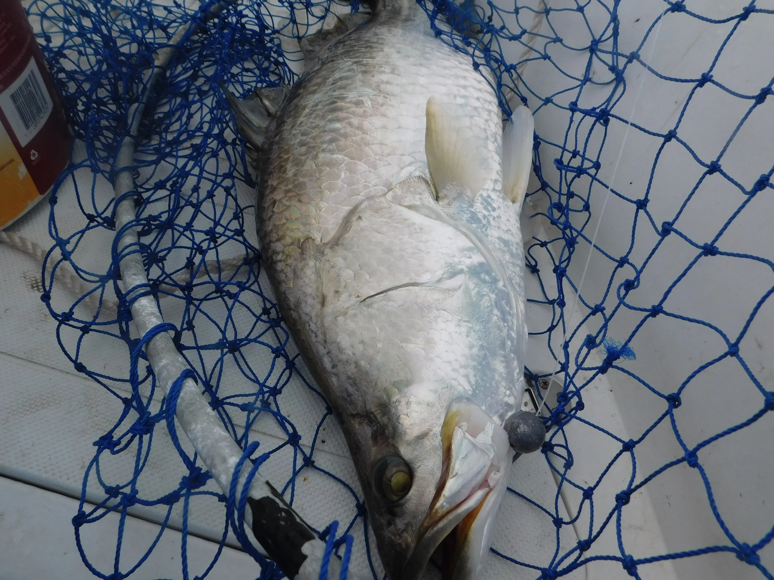 salmon & barra 006.JPG