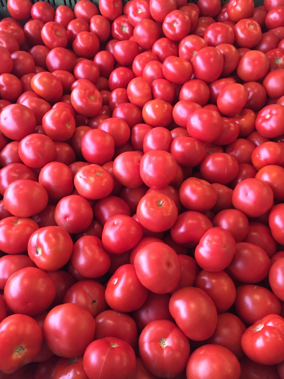 Tomatoes.jpg