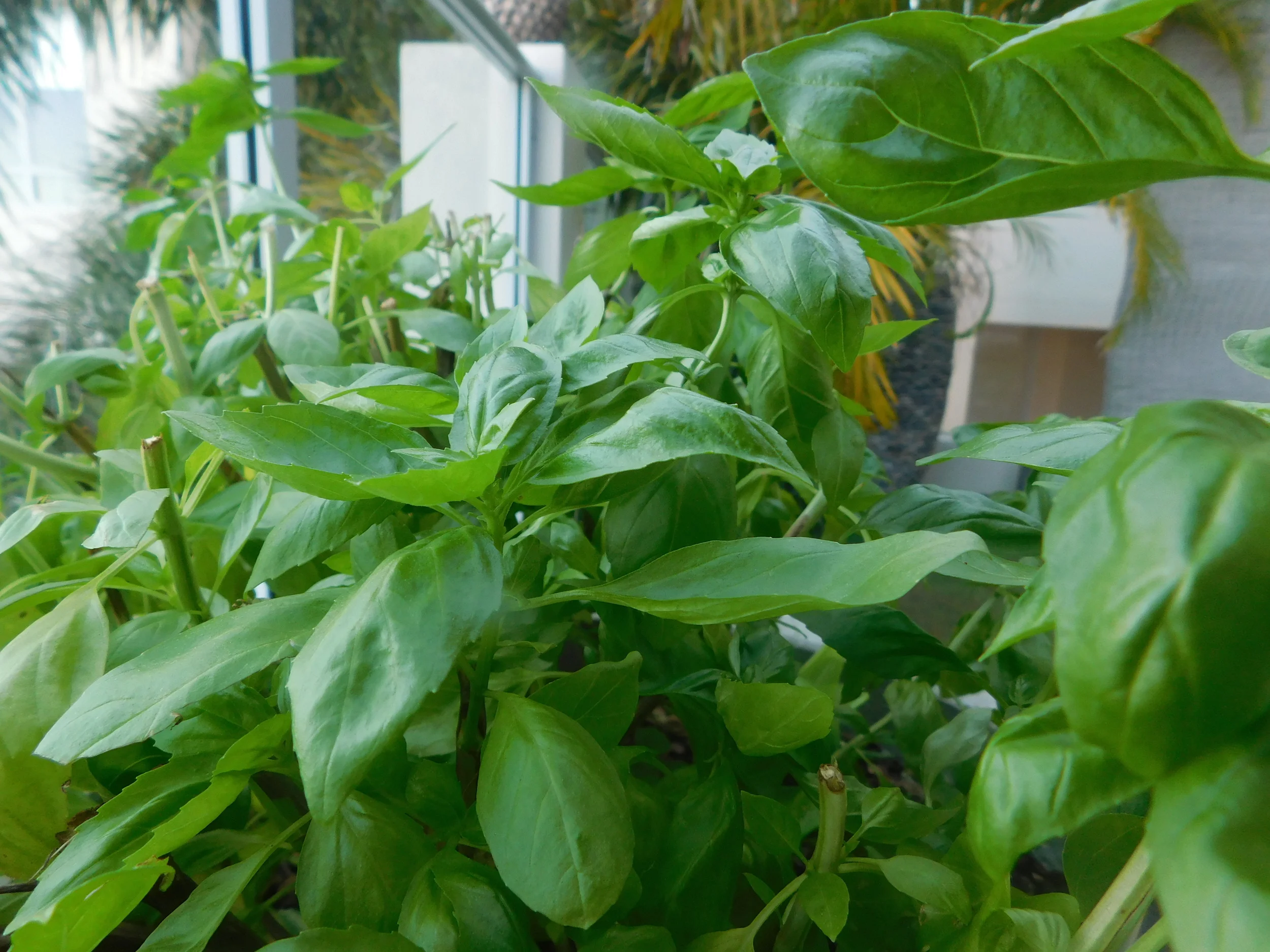 basil 001.JPG