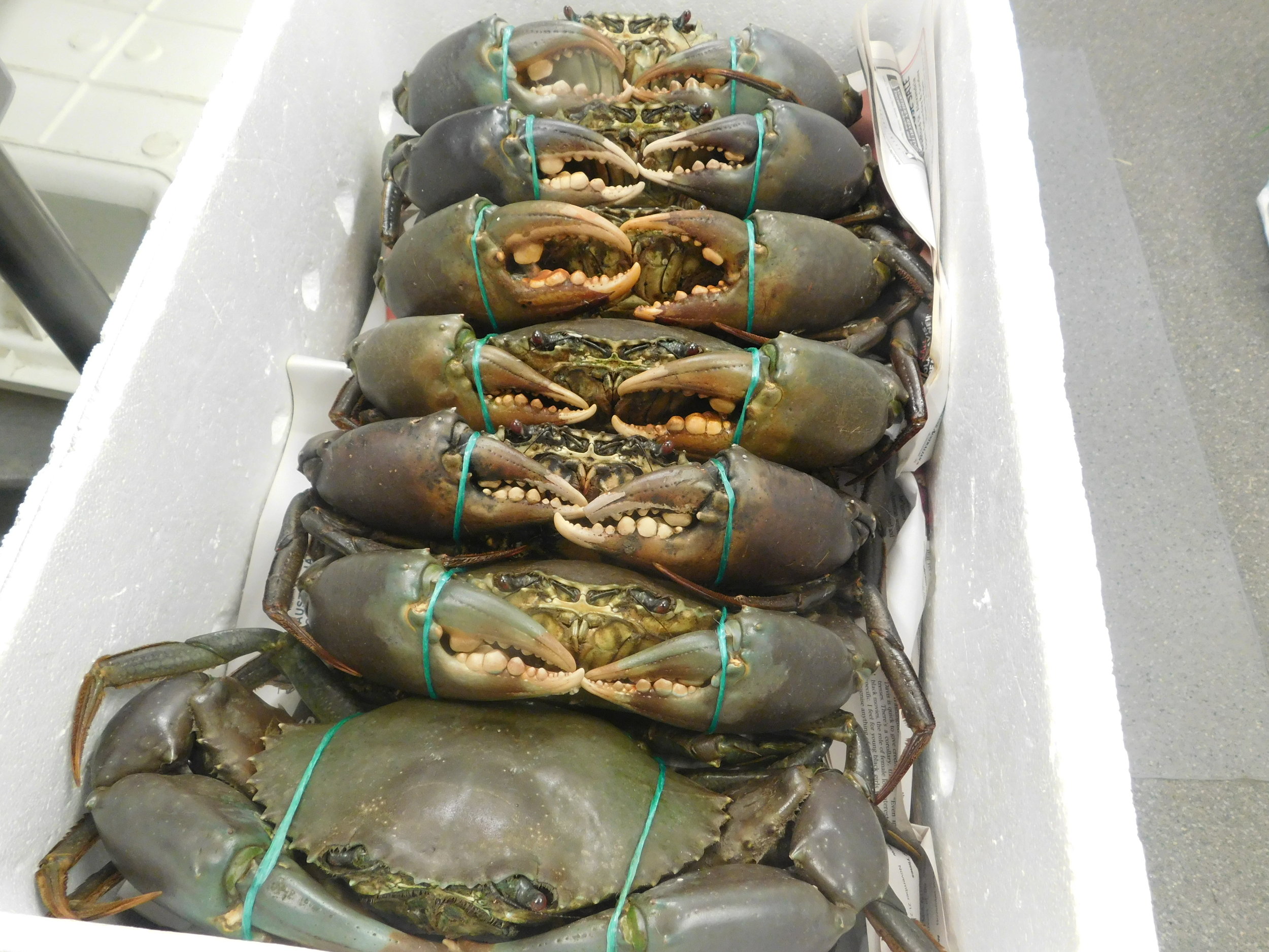 last crabs 007.JPG