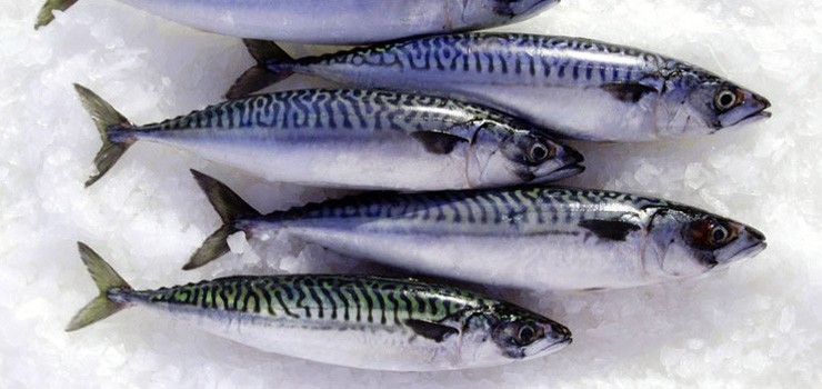 mackerel-image.jpg