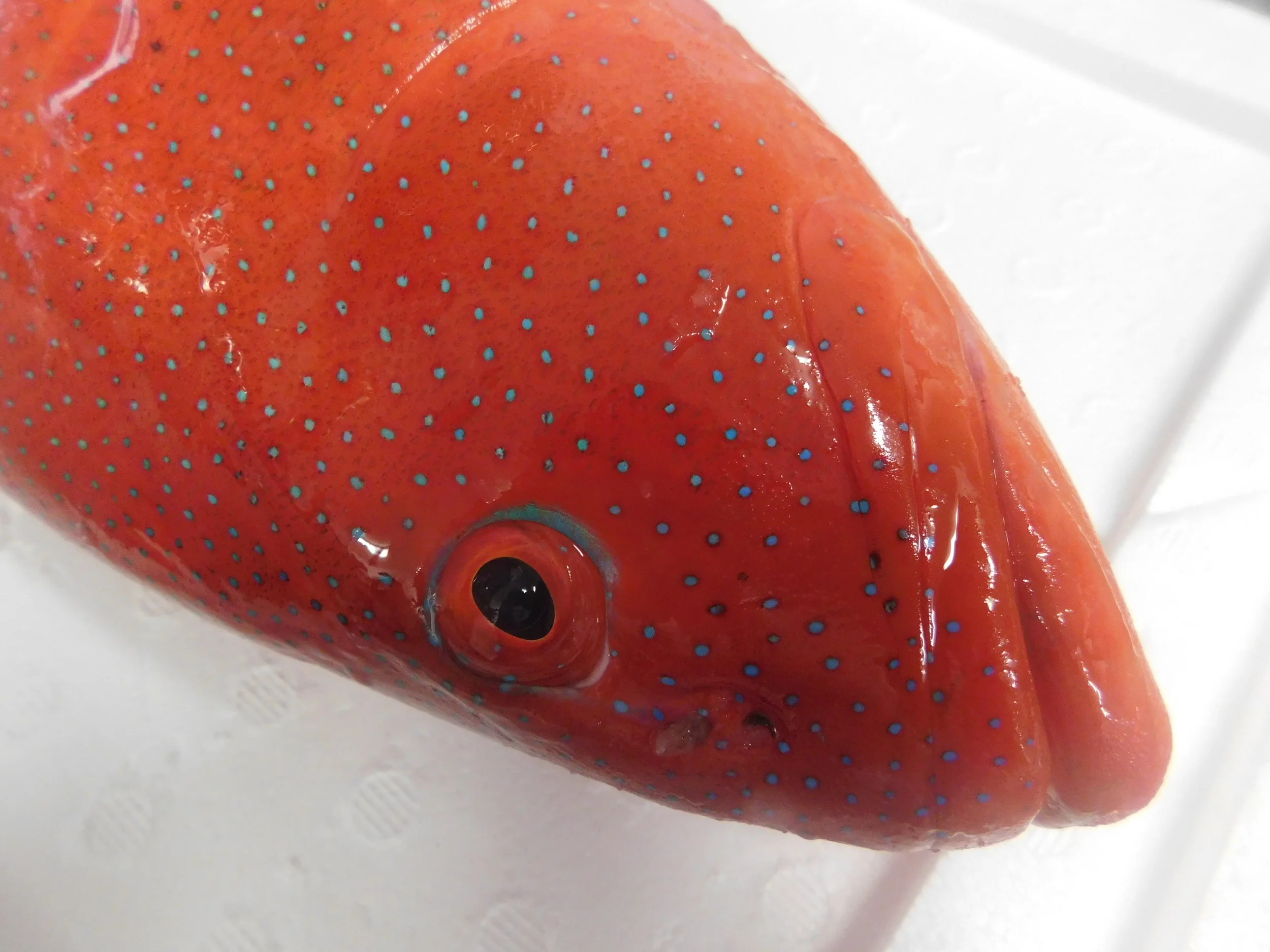 trout kennedy 042.JPG