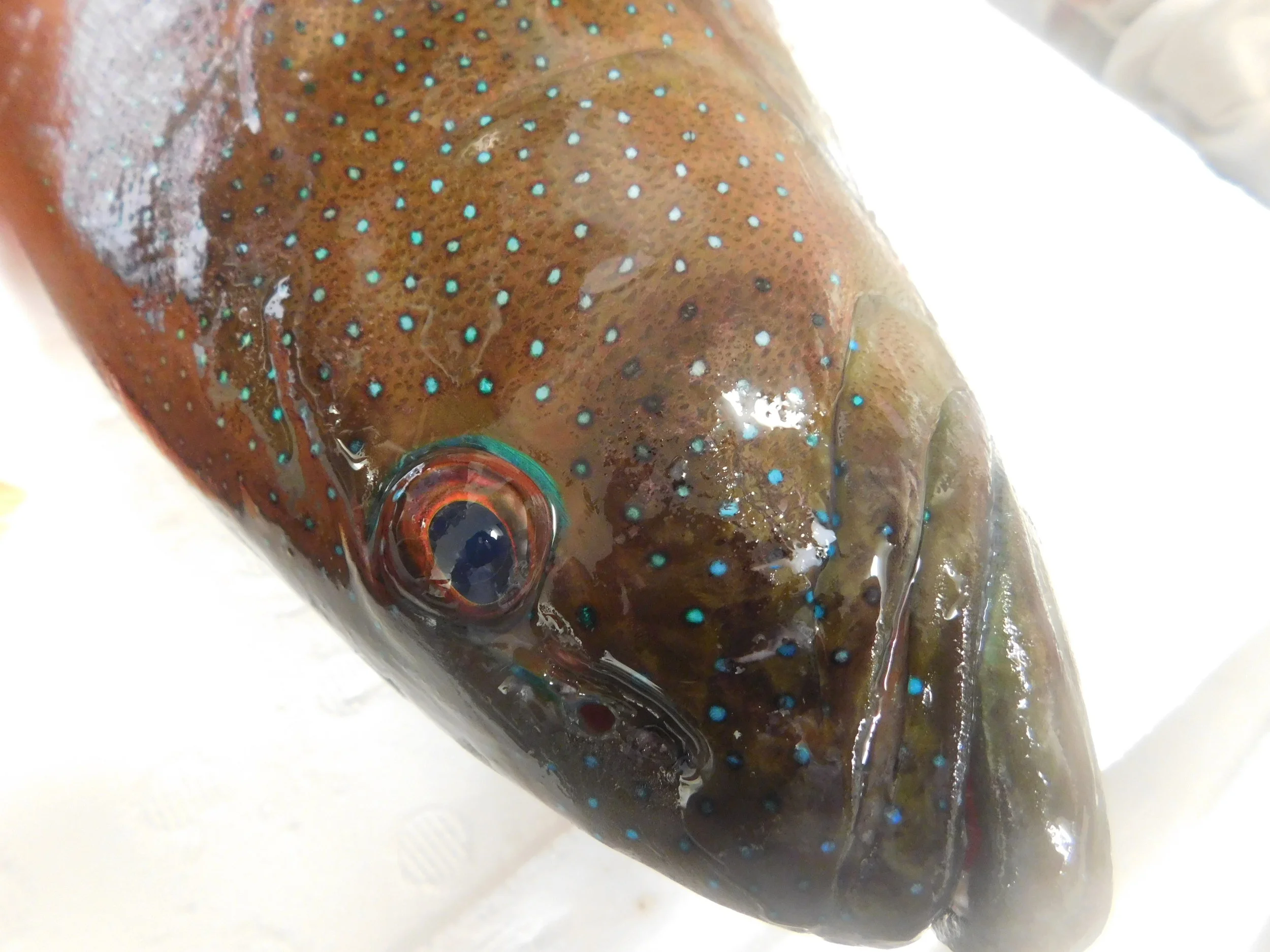 trout kennedy 043.JPG