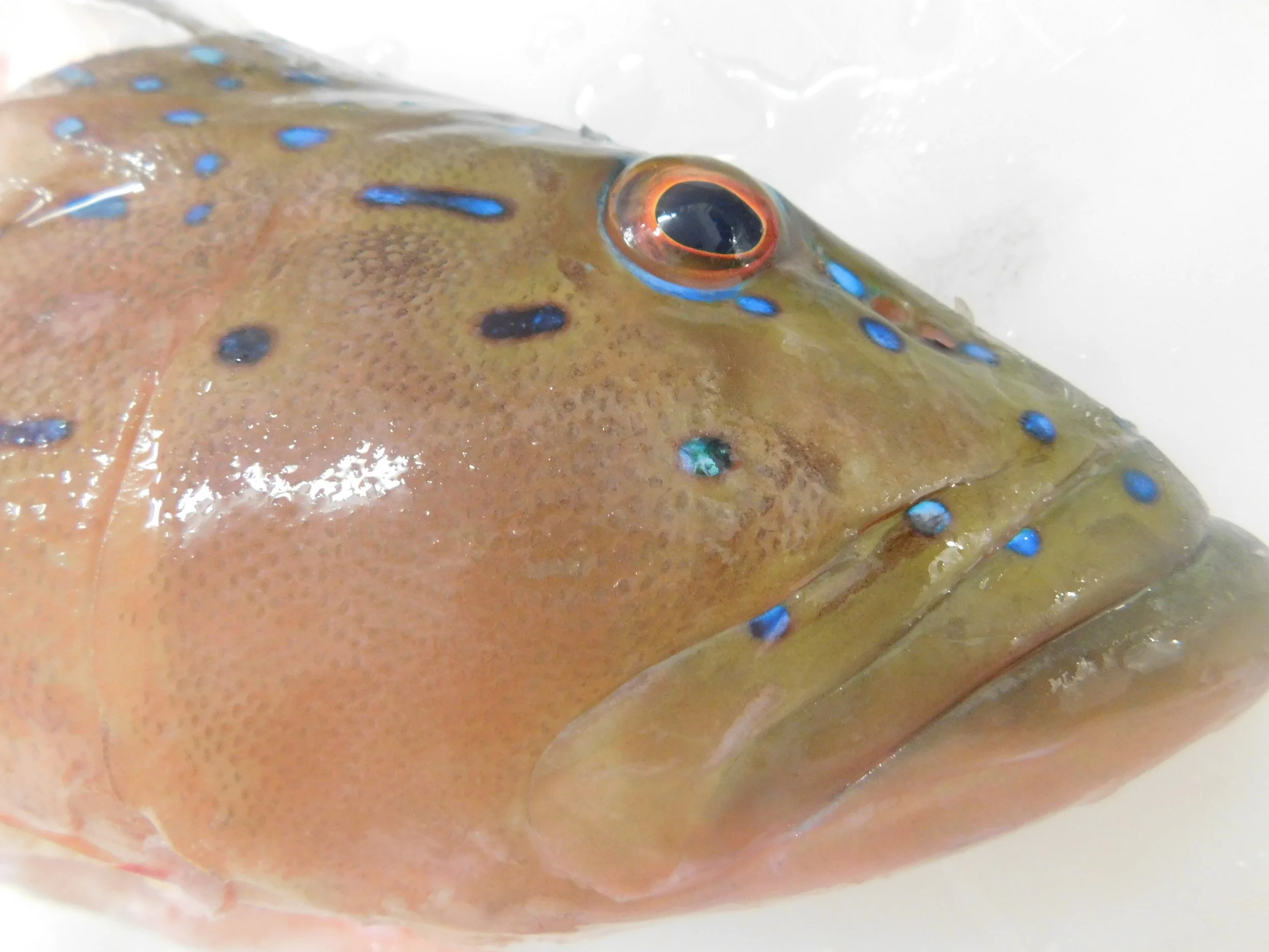 trout face 014.JPG