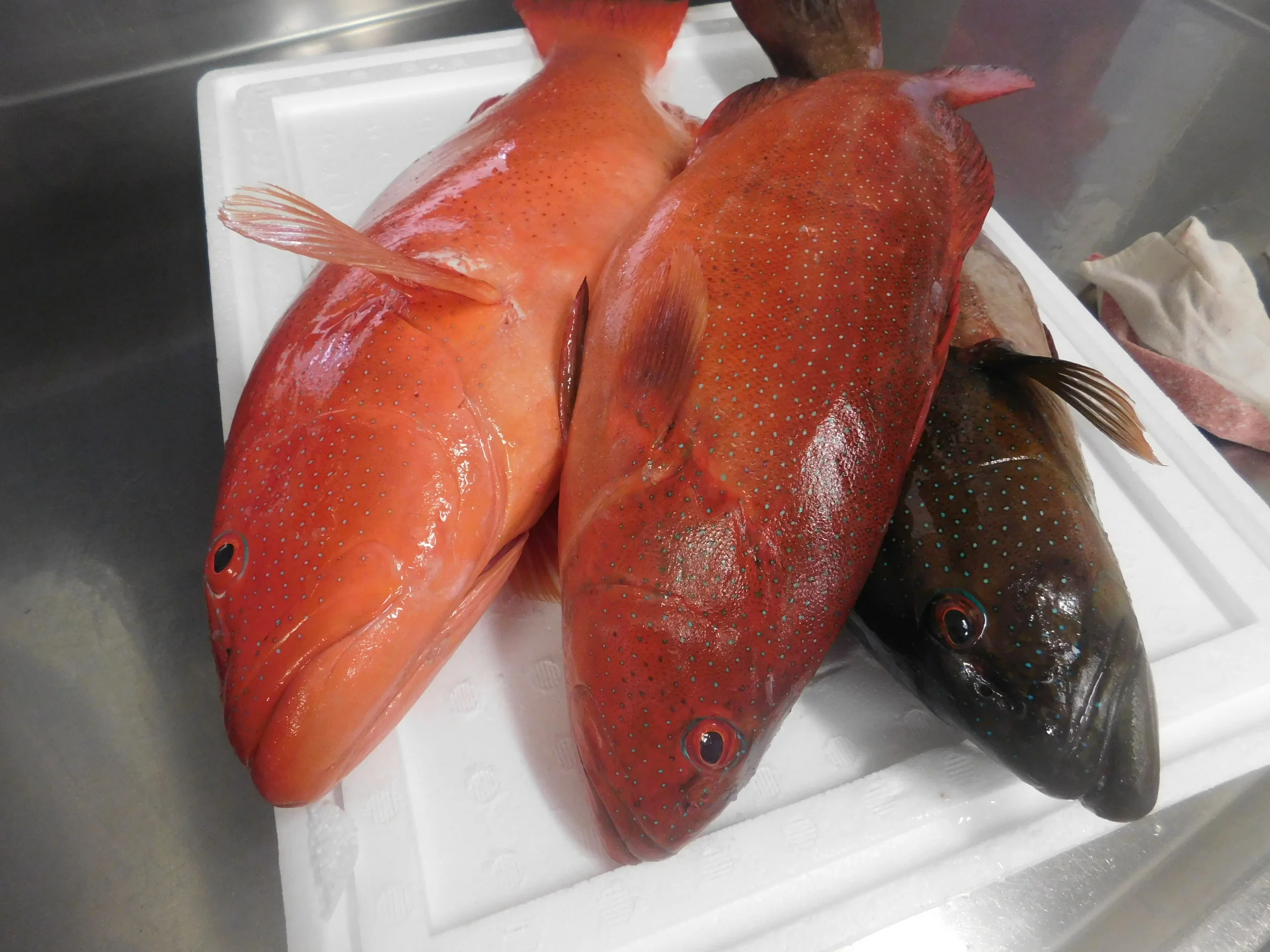 trout kennedy 045.JPG