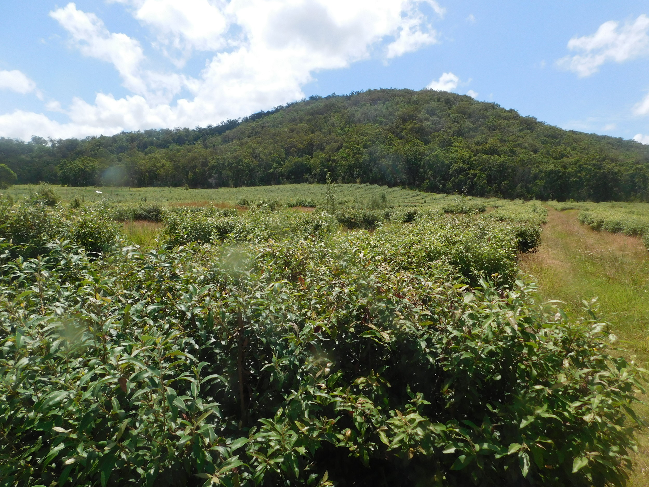 chefs dinner 020.JPG