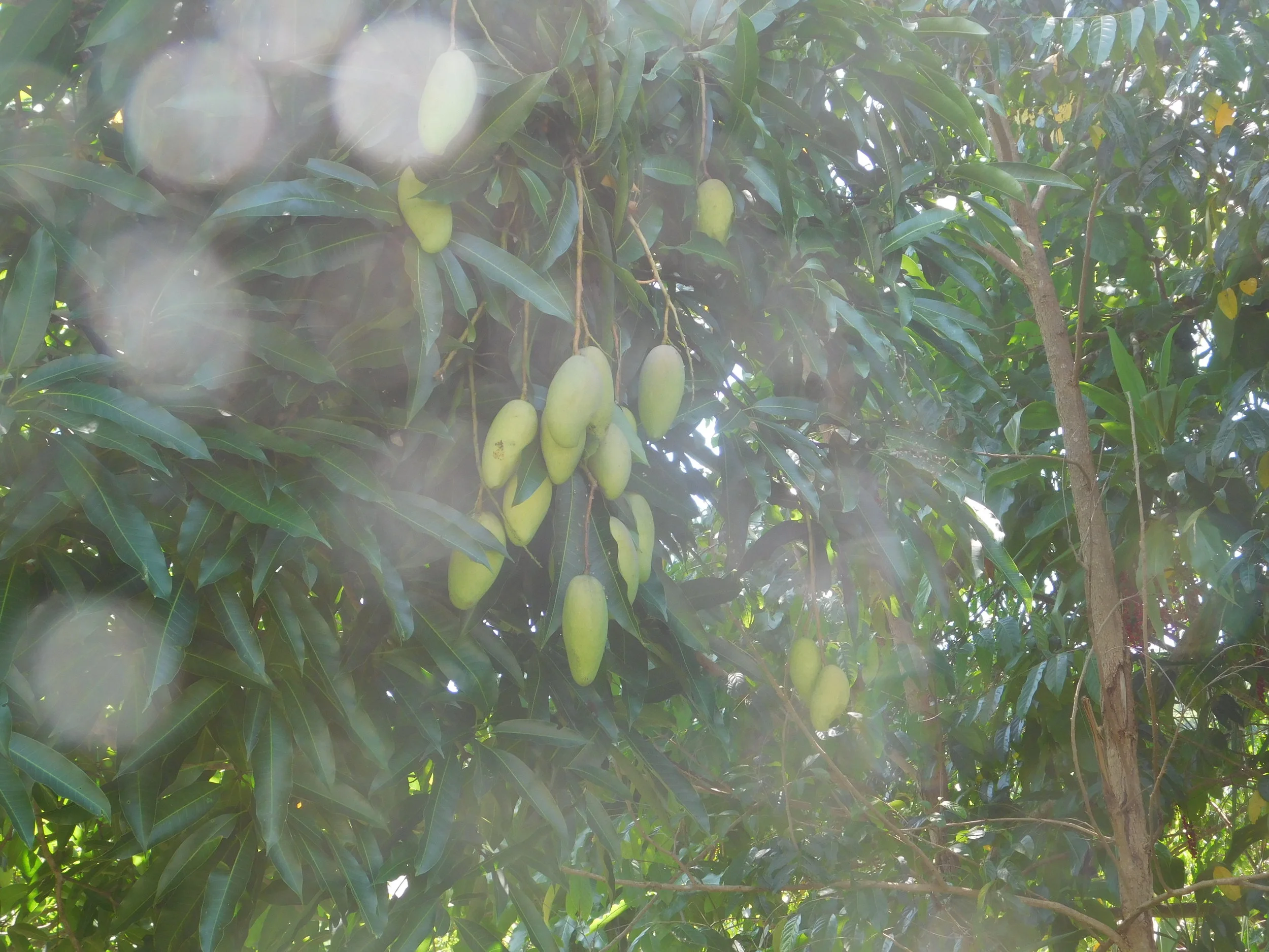 chefs dinner 039.JPG