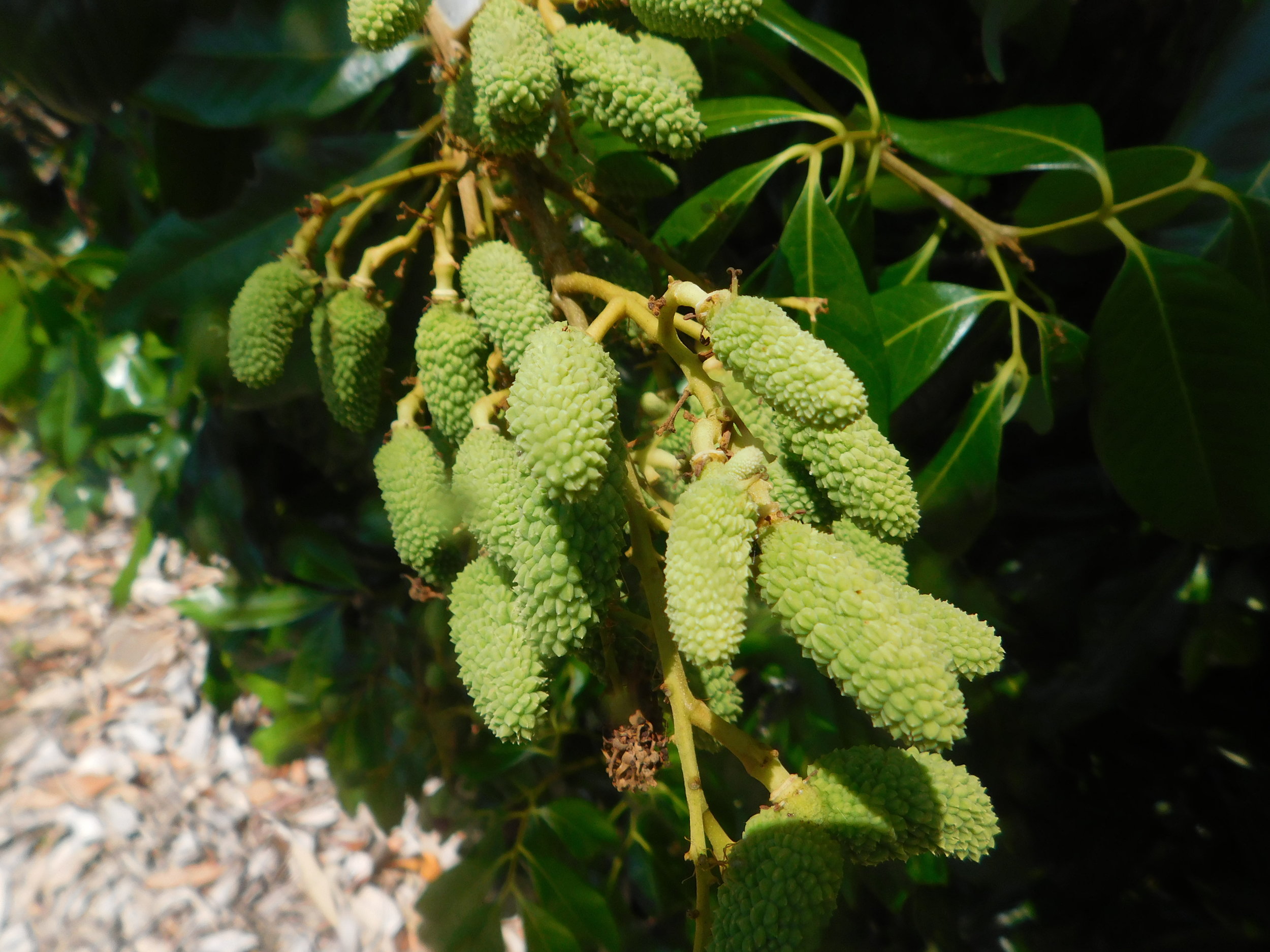 chefs dinner 028.JPG