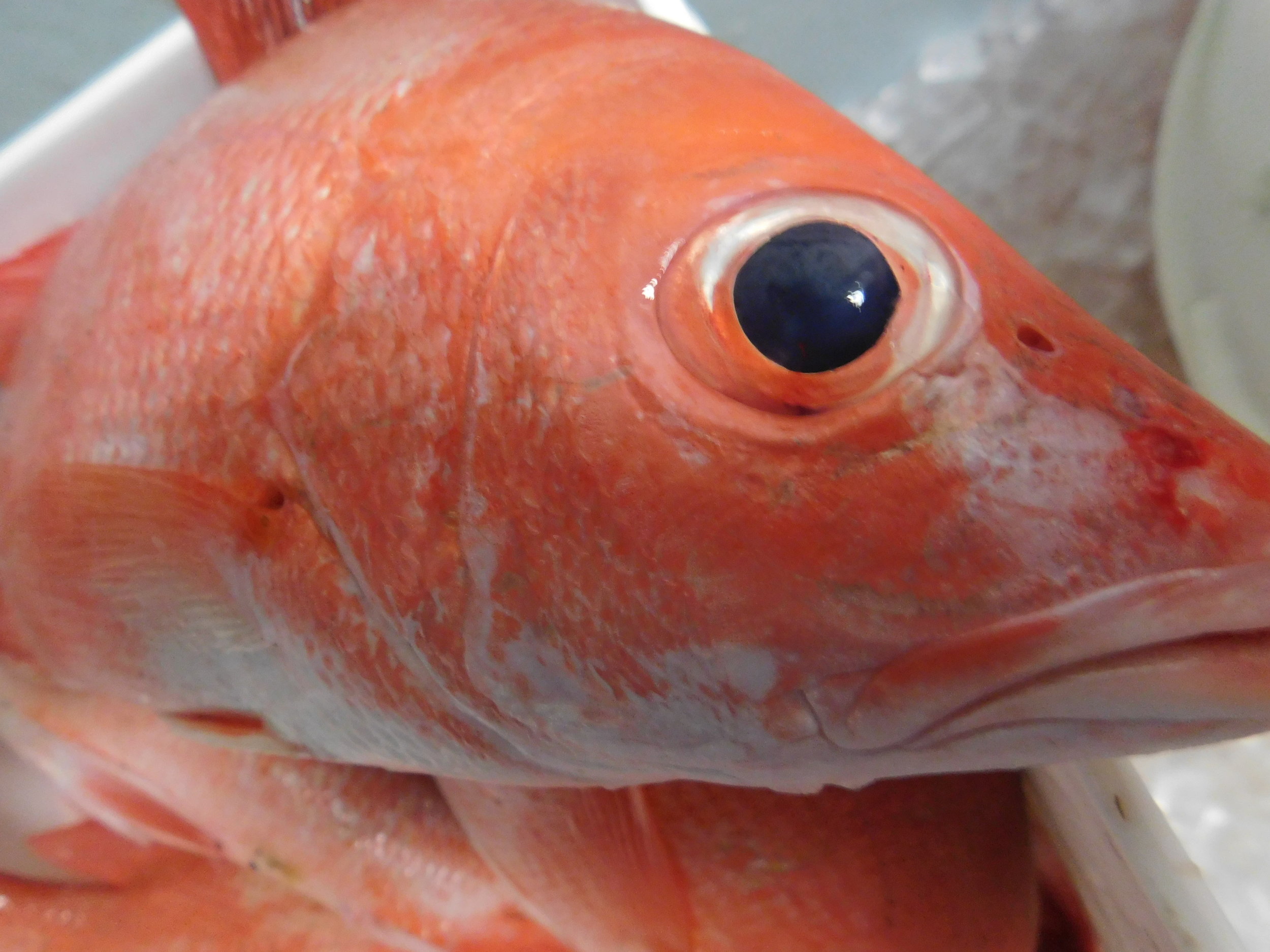 christmas fish 001.JPG