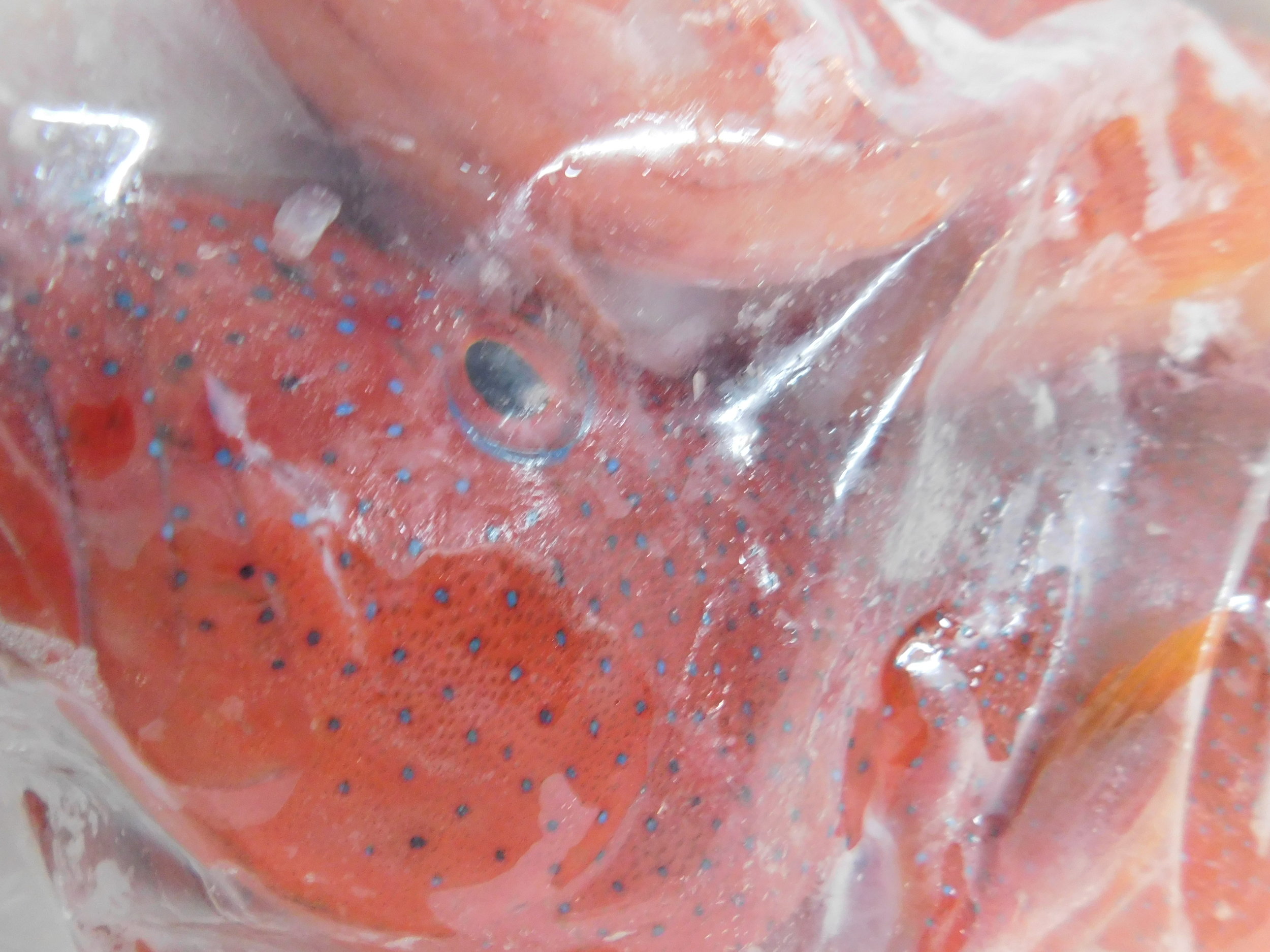 christmas fish 002.JPG