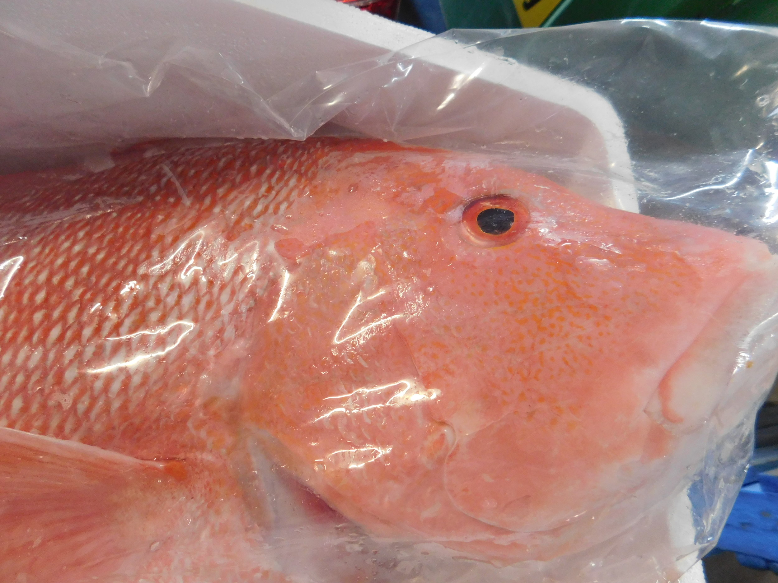 christmas fish 003.JPG