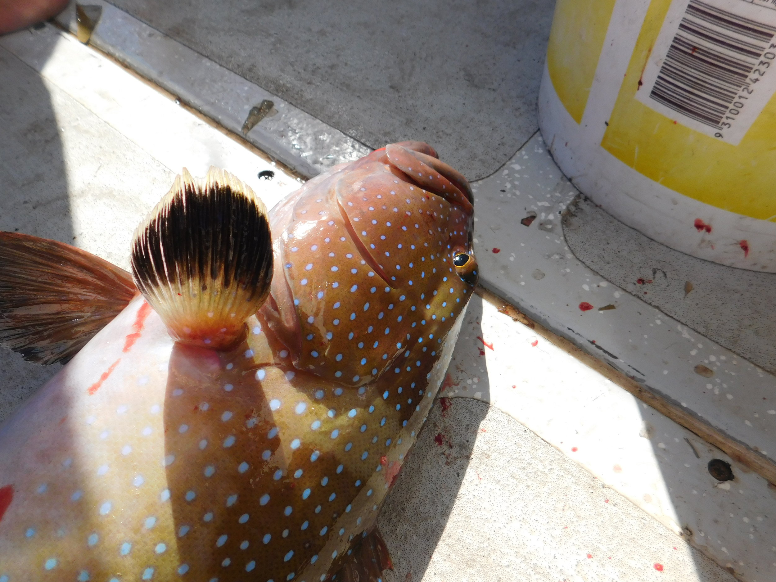 reef after debbie 007.JPG