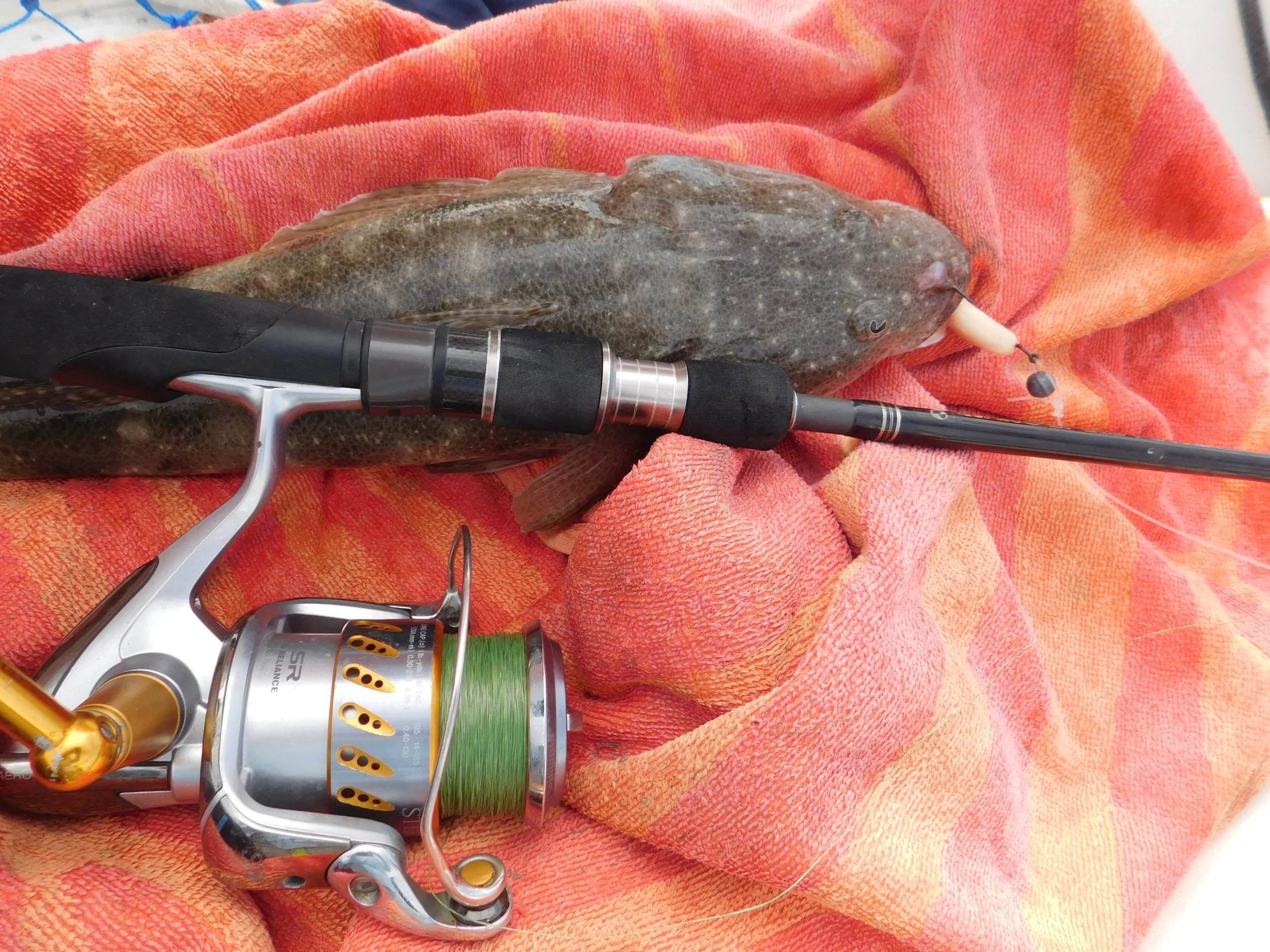 Flathead fish & Chips 001.JPG